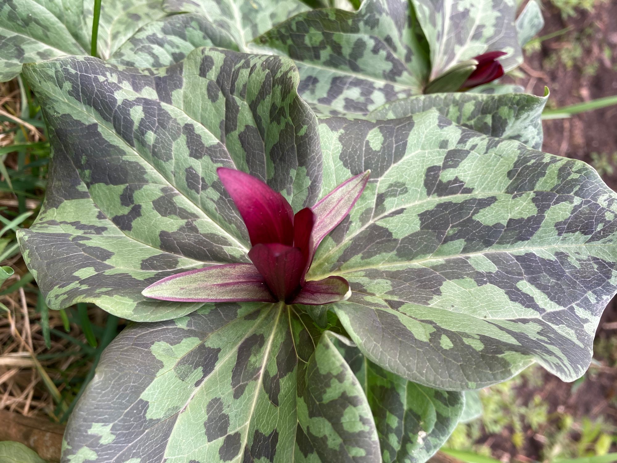 Kurabajašio trilija (Trillium kurabayashii)