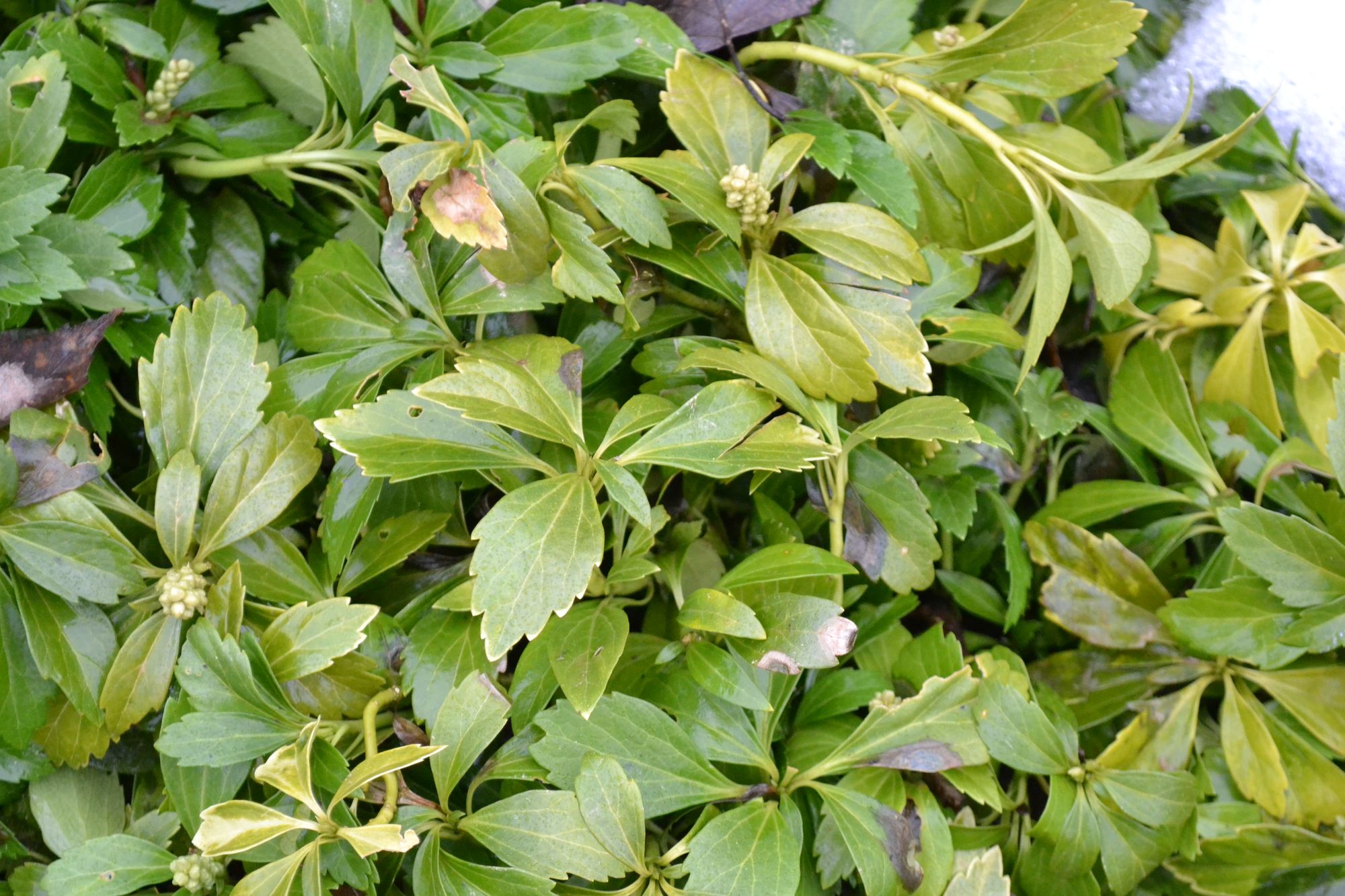 Paprastoji mietveinė (Pachysandra terminalis)