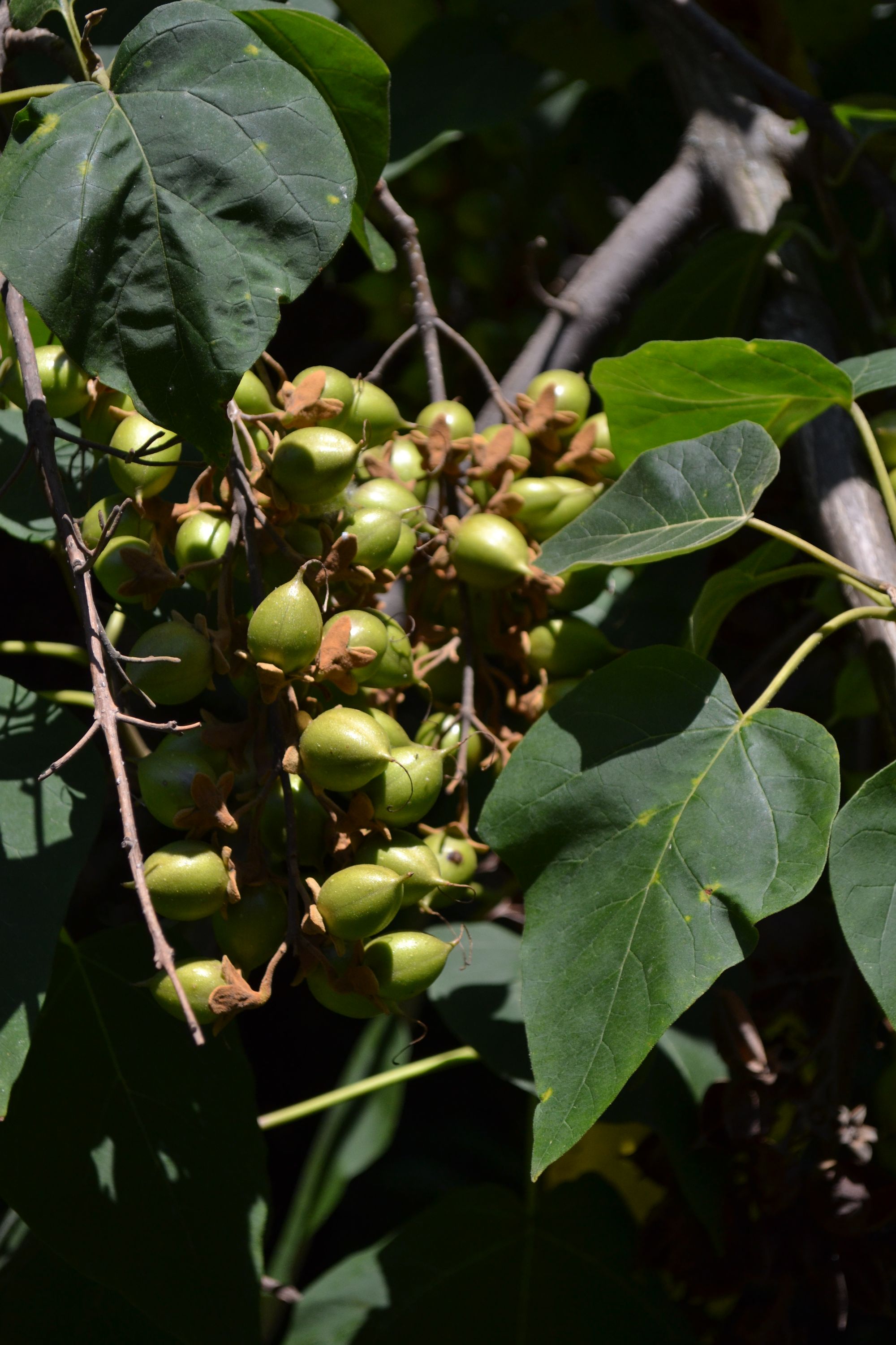 Kininė paulovnija (Paulownia tomentosa)