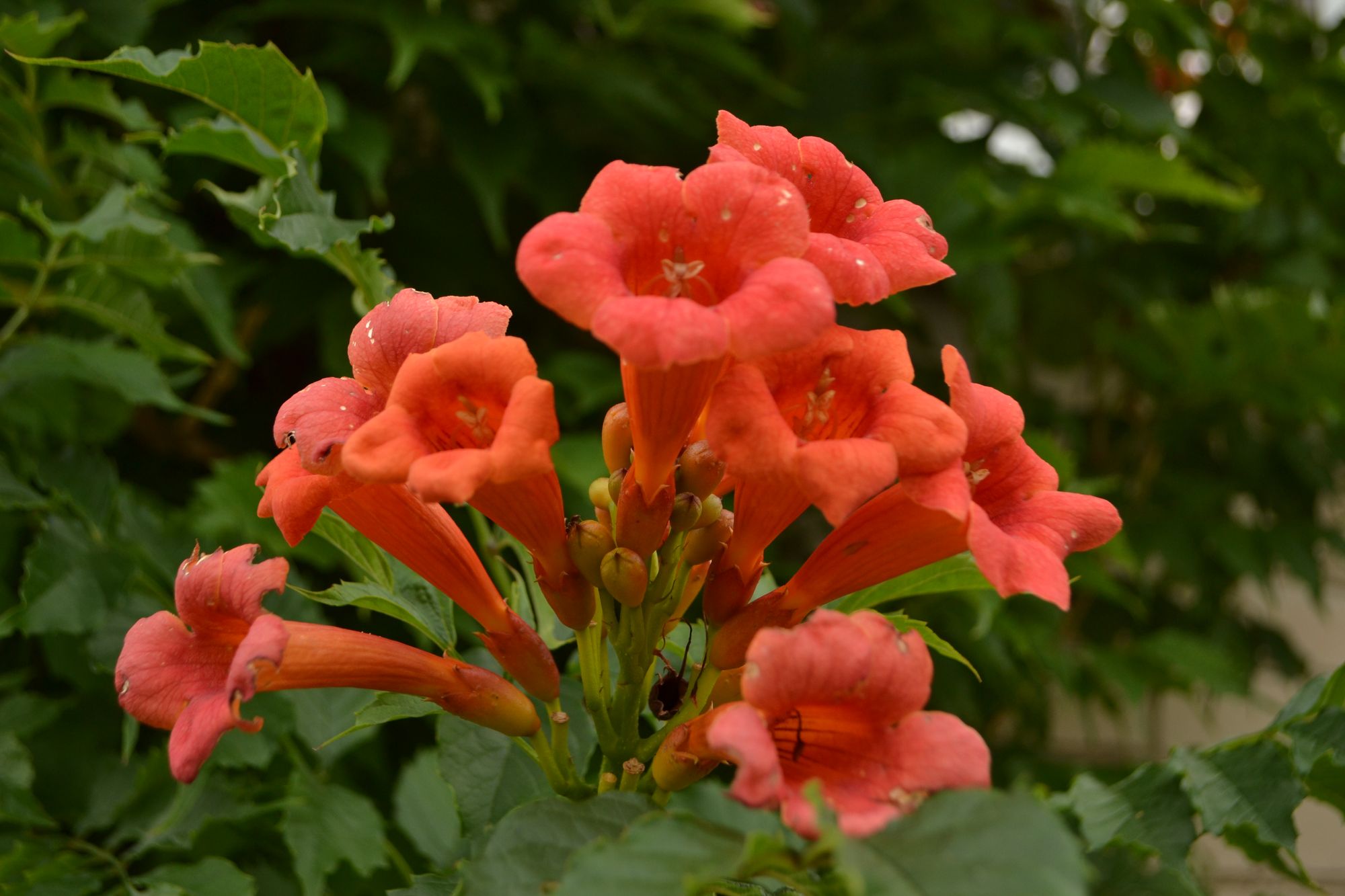Plaukuotoji ląstūnė (Campsis radicans)