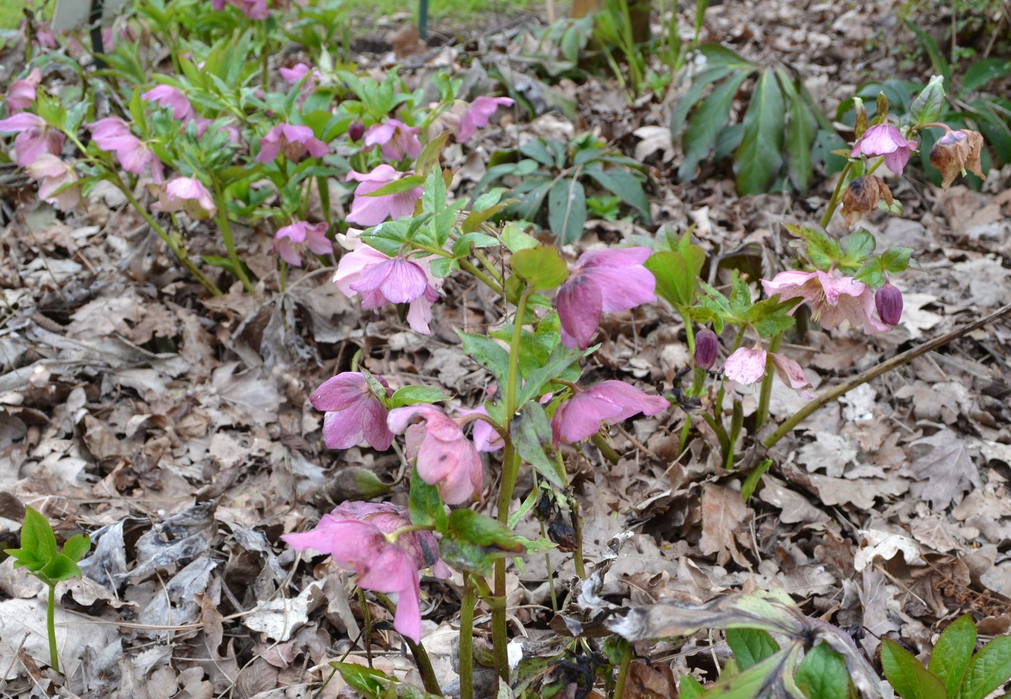 Kaukazinis eleboras (Helleborus orientalis)