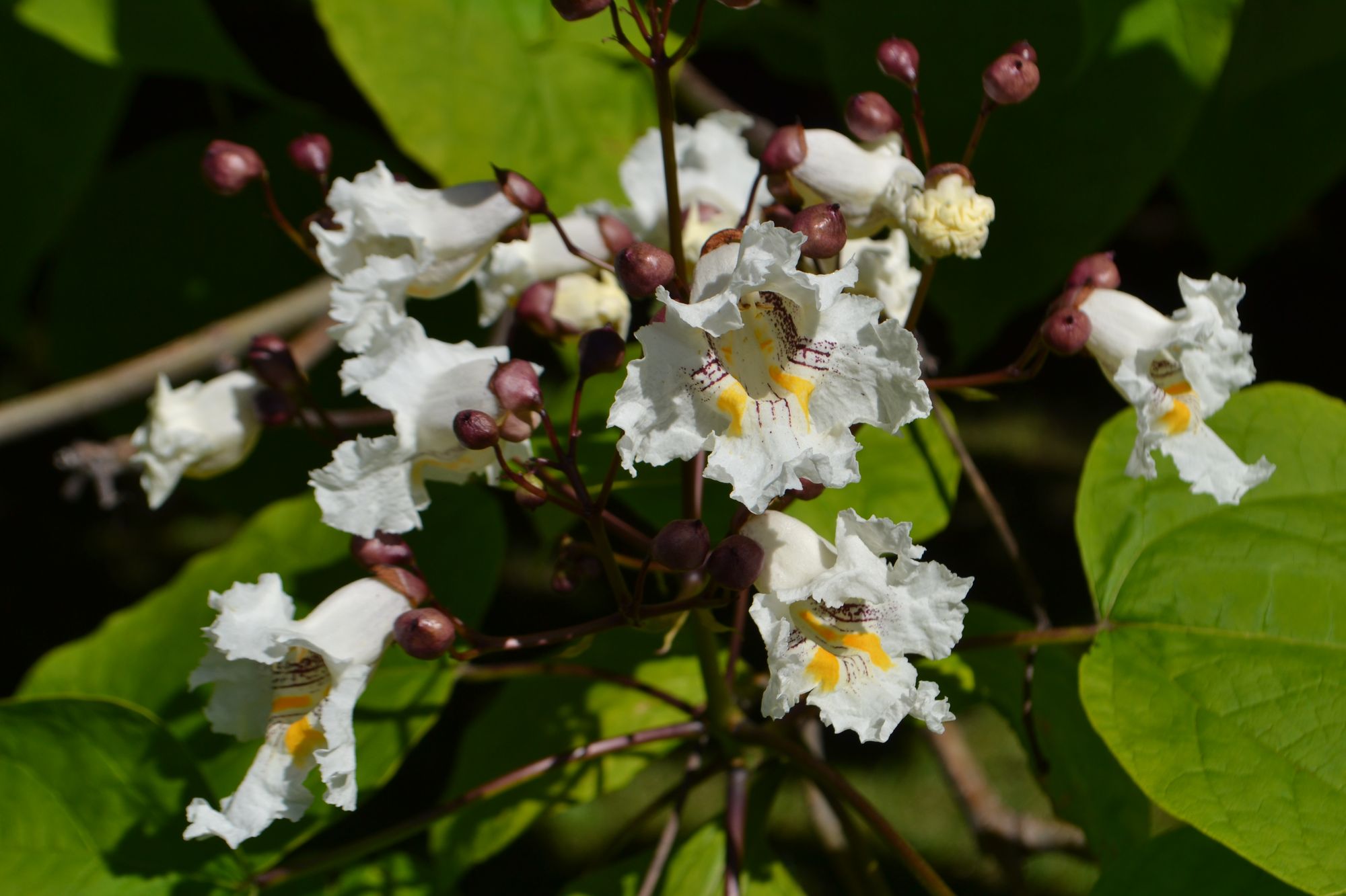 Puošnioji katalpa (Catalpa speciosa)
