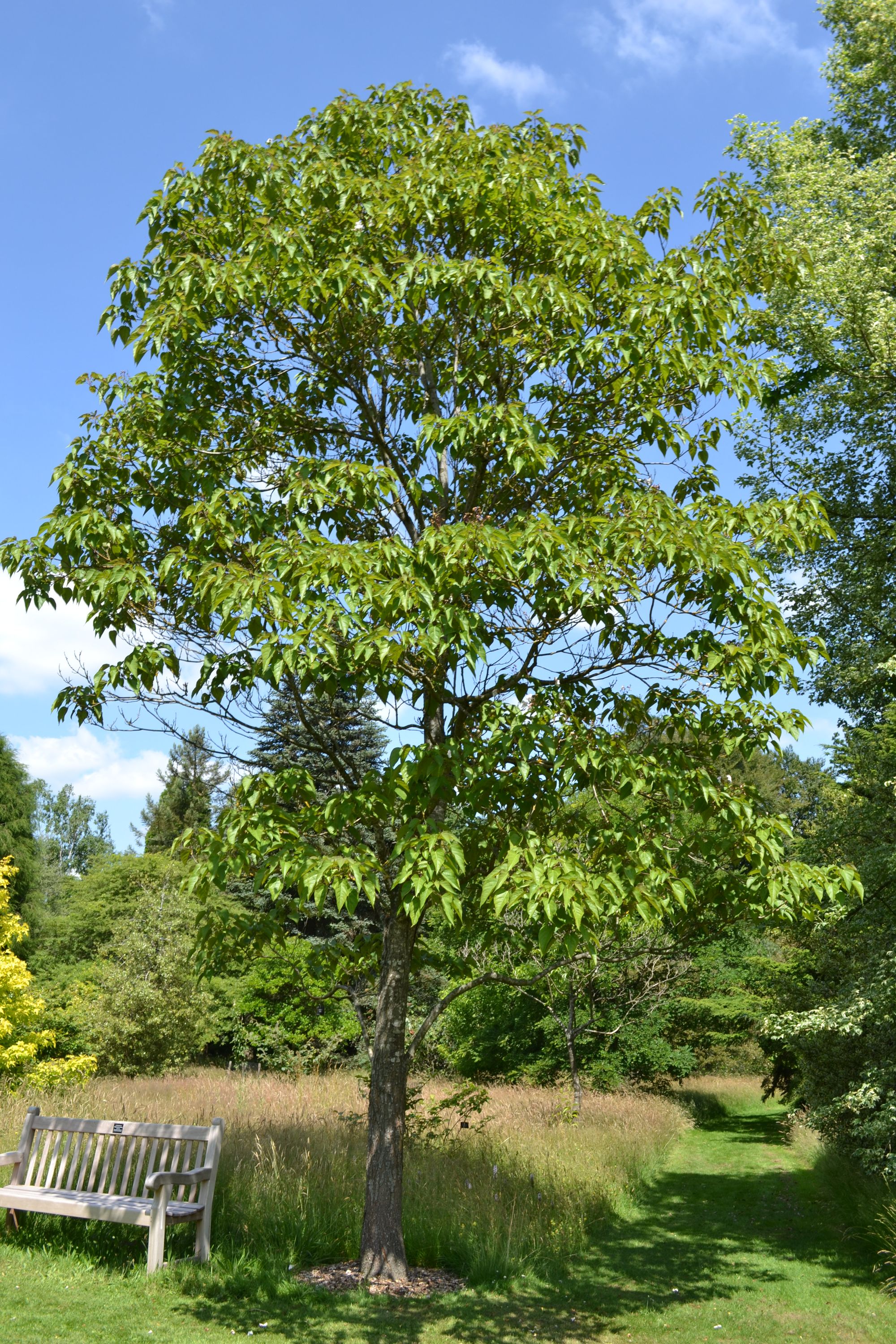 Žemaūgė katalpa (Catalpa bungei)