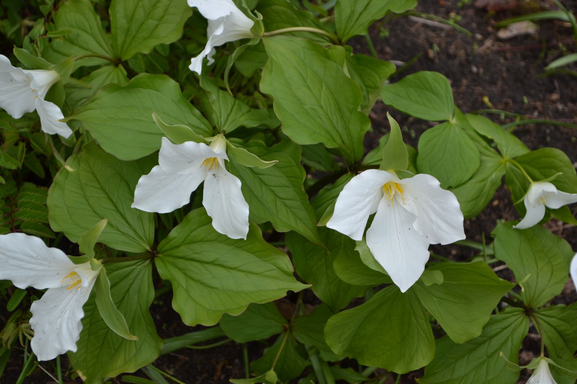 Didžiažiedė trilija (Trillium grandiflorum)