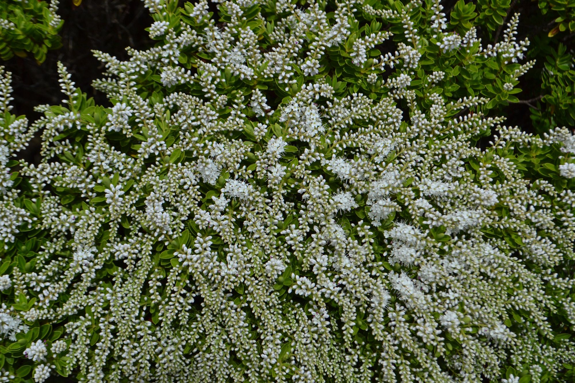 Krūminė hebė (Veronica rakaiensis, syn. Hebe rakaiensis)