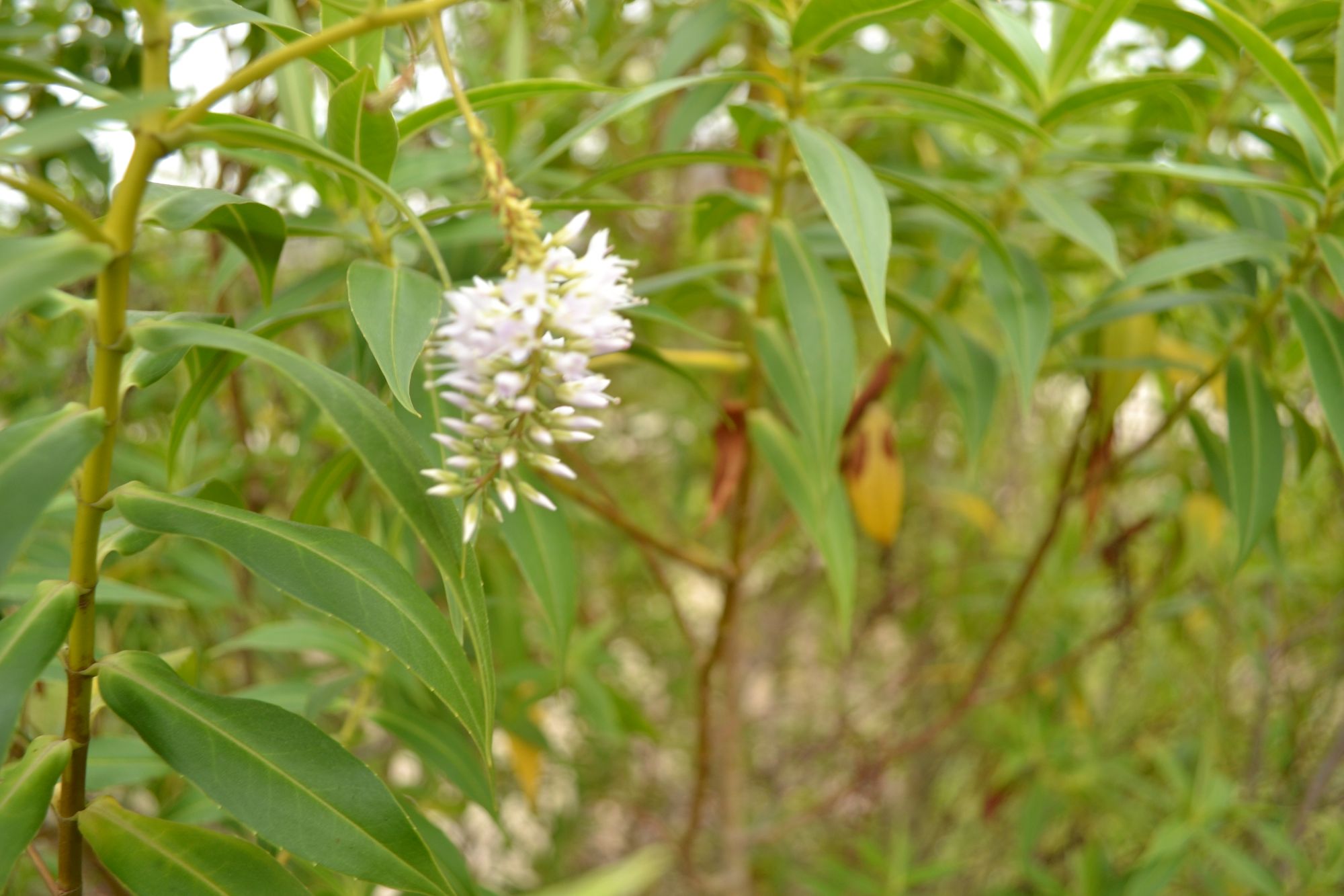 Gluosnialapė hebė (Veronica salicifolia, syn. Hebe salicifolia)