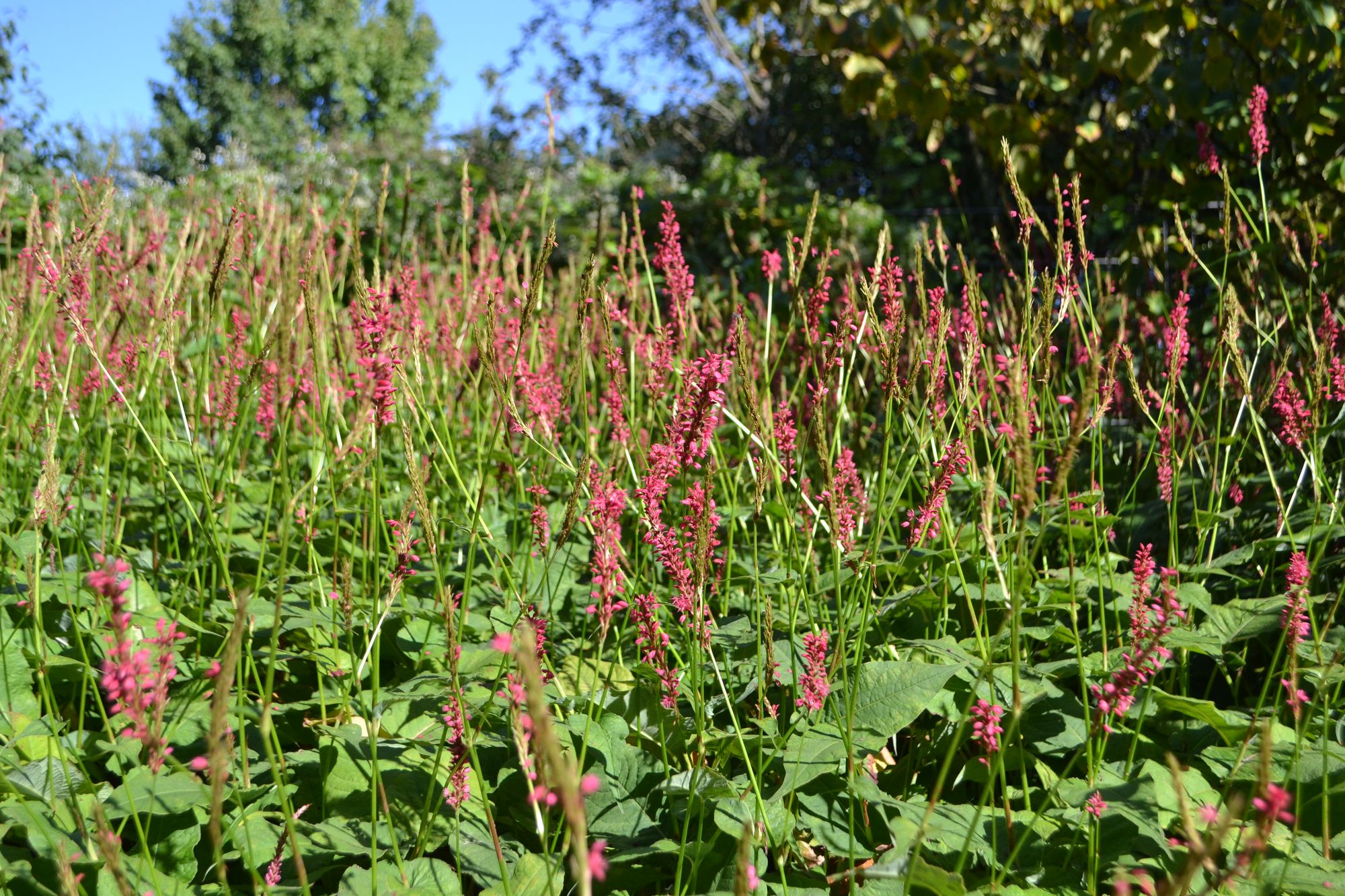 Rūgtis (Bistorta amplexicaulis, syn. Persicaria amplexicaulis)