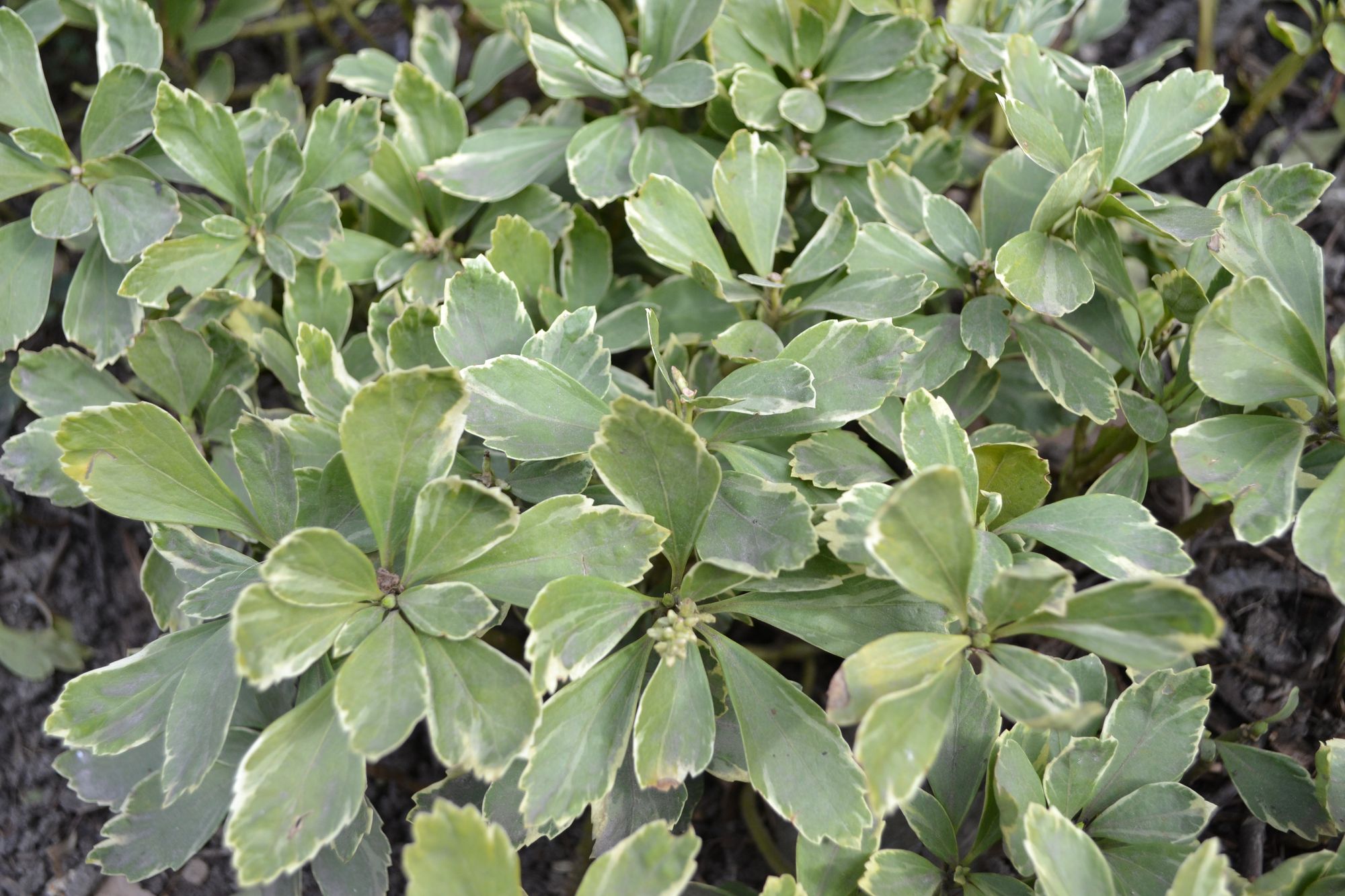 Paprastoji mietveinė 'Variegata' (Pachysandra terminalis)