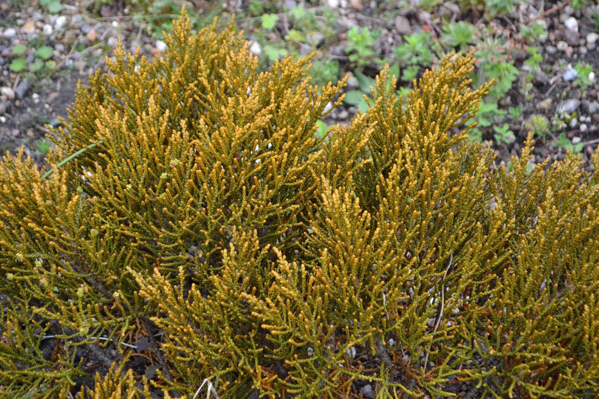 Rusvoji hebė 'James Stirling' (Veronica ochracea, syn. Hebe ochracea)