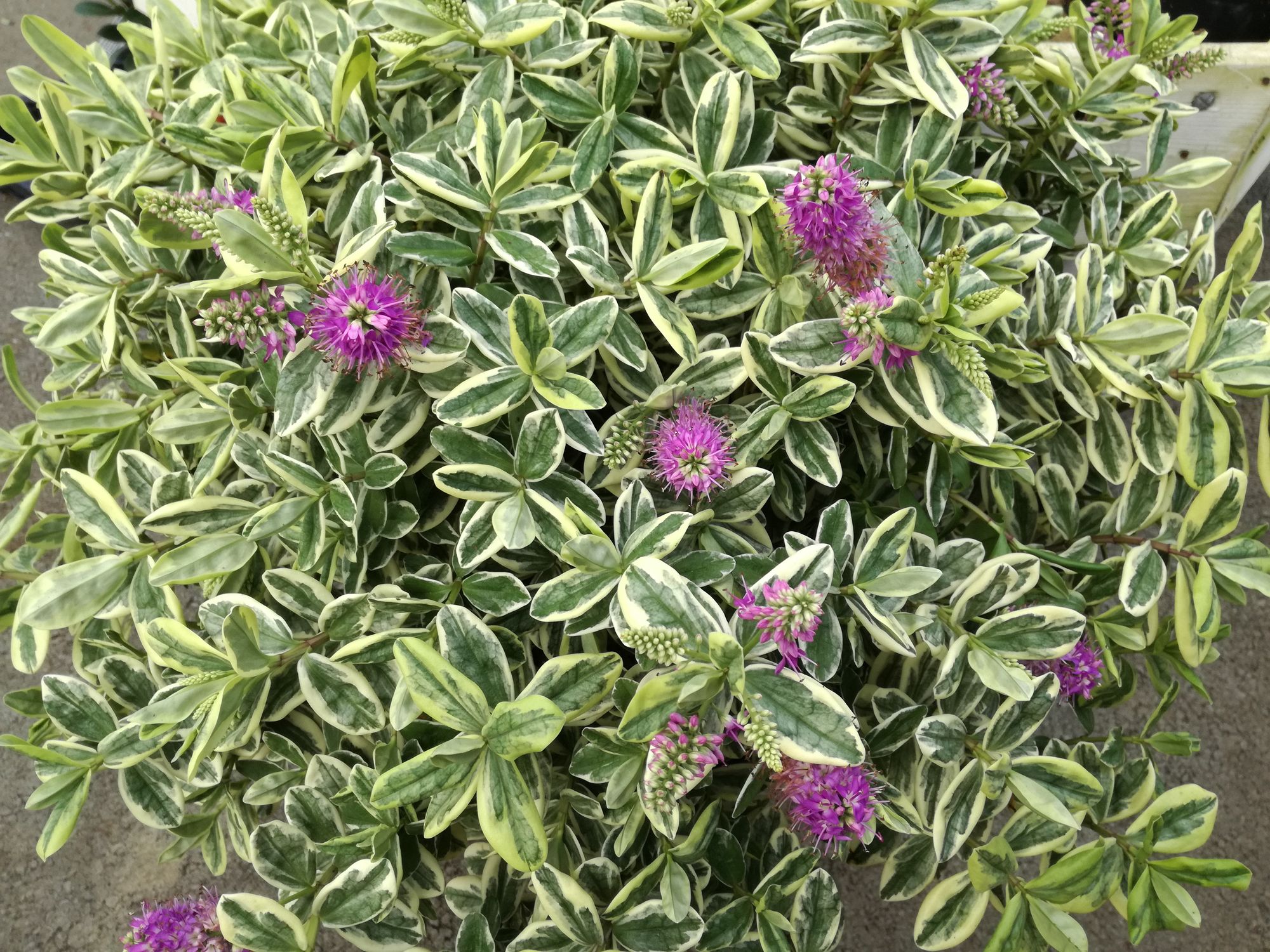 Tamsioji hebė 'Variegata' (Veronica x franciscana, syn. Hebe x franciscana)