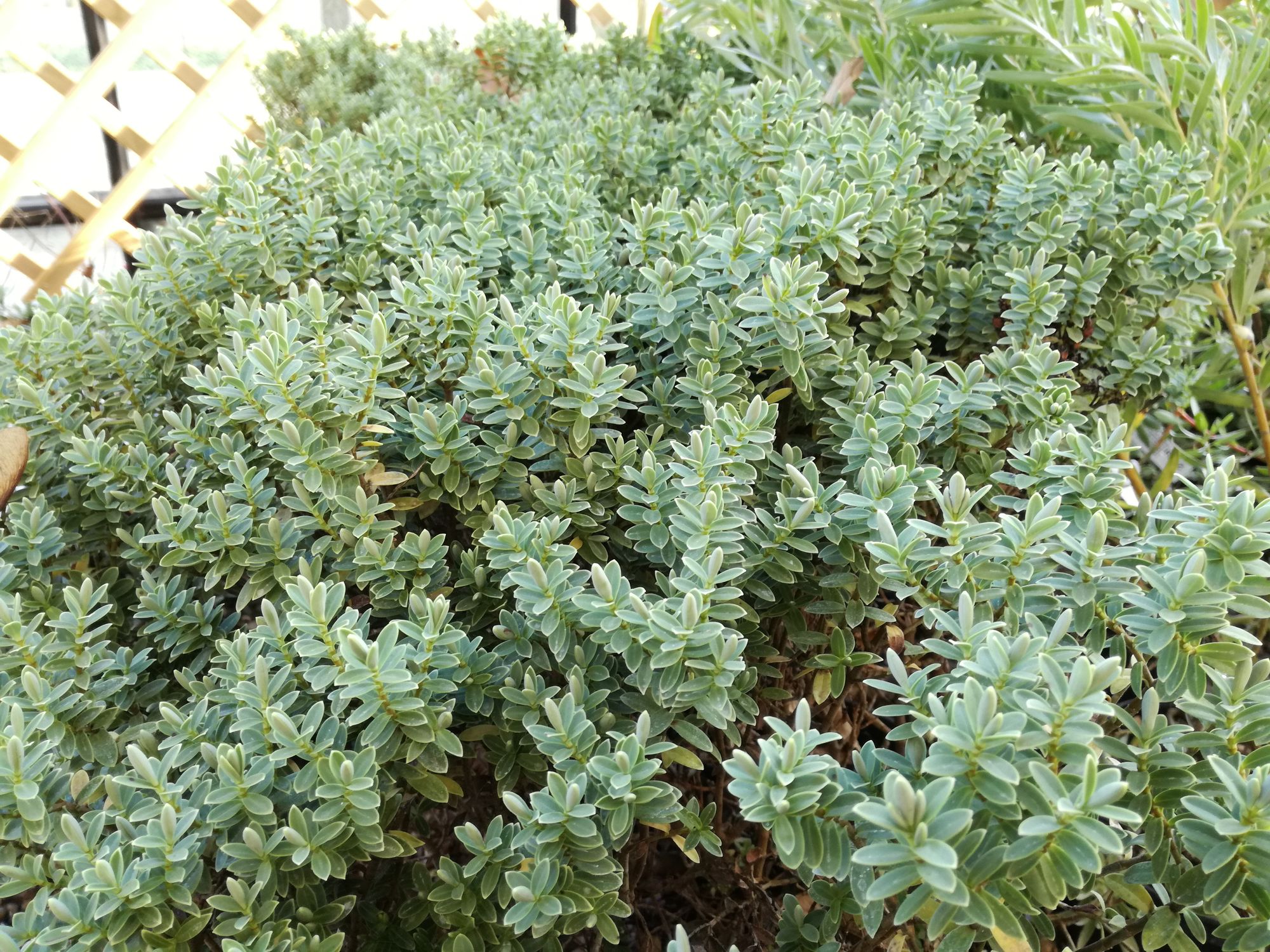 Storalapė hebė 'Sutherlandii' (Veronica pinguifolia, syn. Hebe pinguifolia)