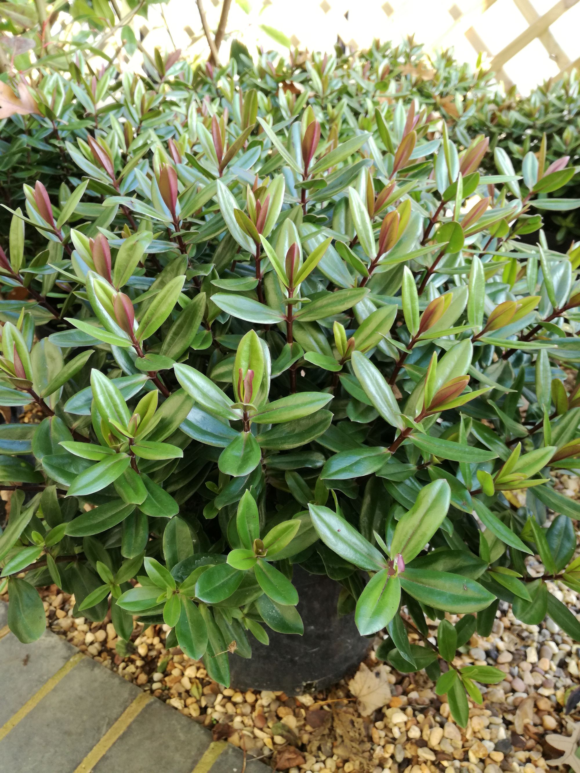 Tamsioji hebė 'Blue Gem' (Veronica x franciscana, syn. Hebe x franciscana)