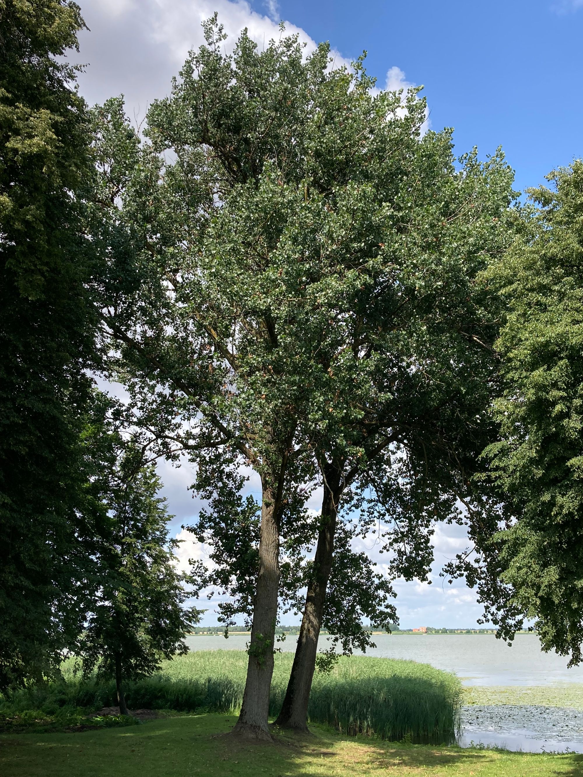 Didžioji tuopa (Populus deltoides)