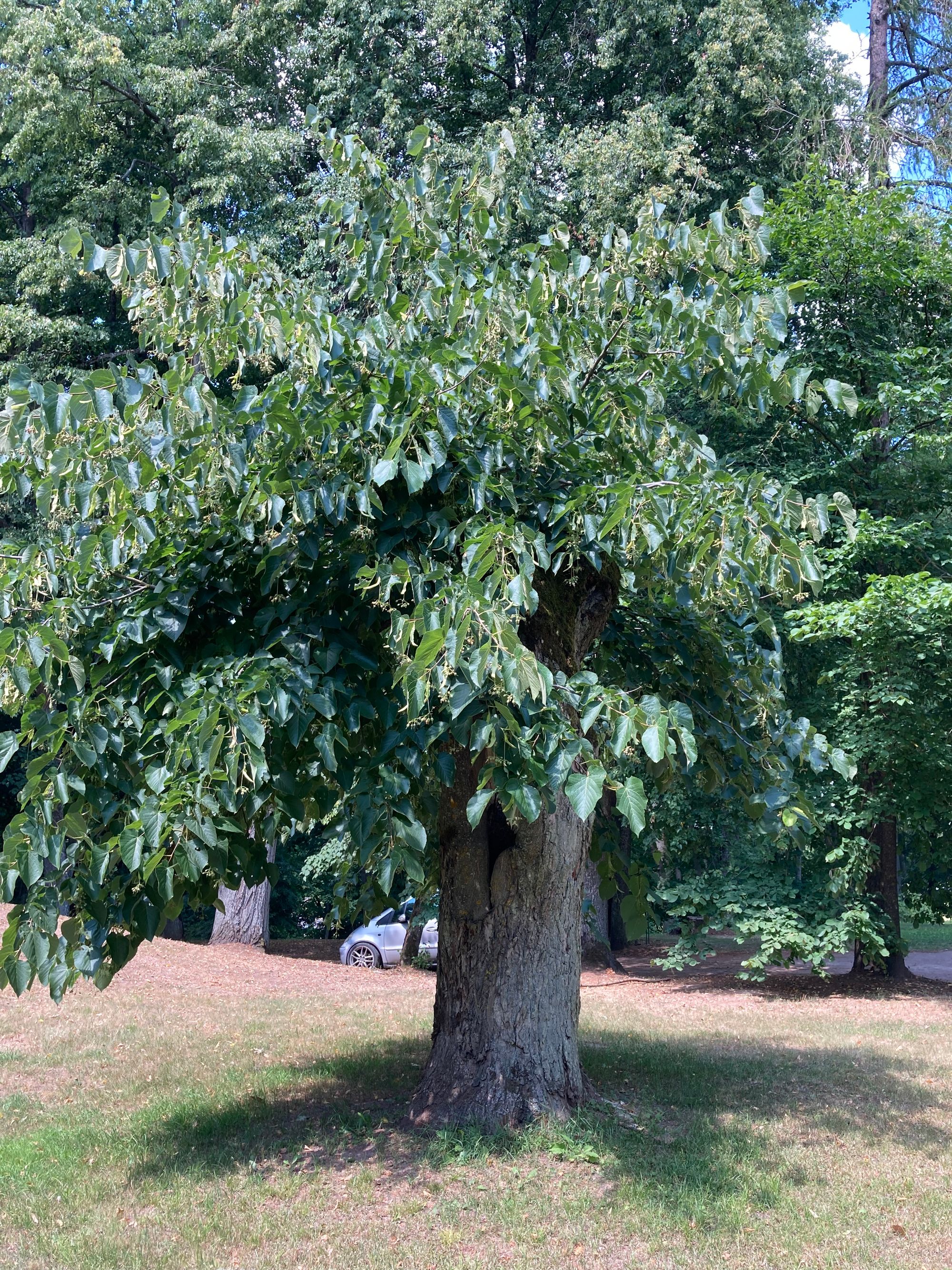 Amerikinė liepa (Tilia americana)