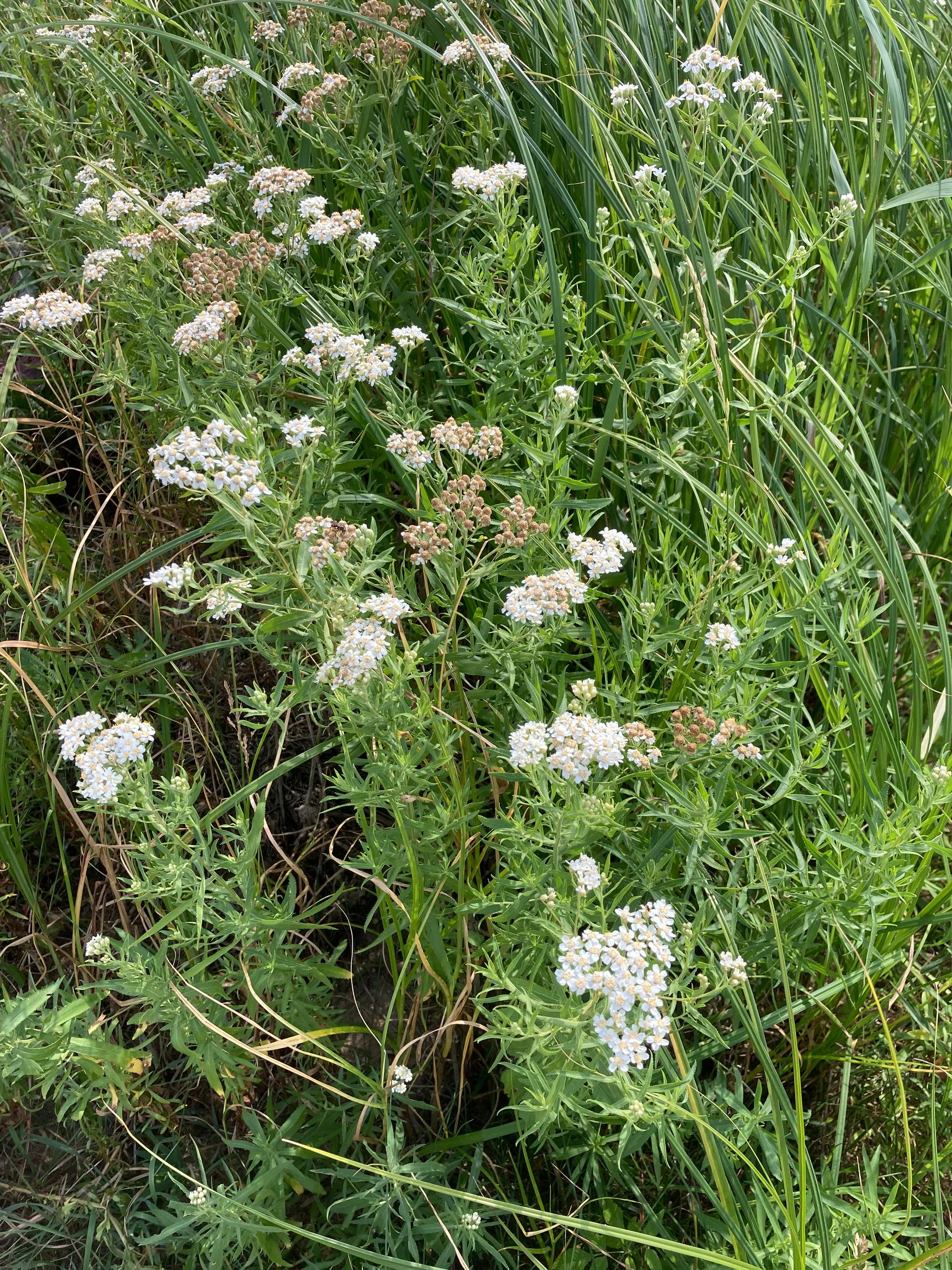 Krantinė kraujažolė (Achillea salicifolia, syn. A.cartilaginea)