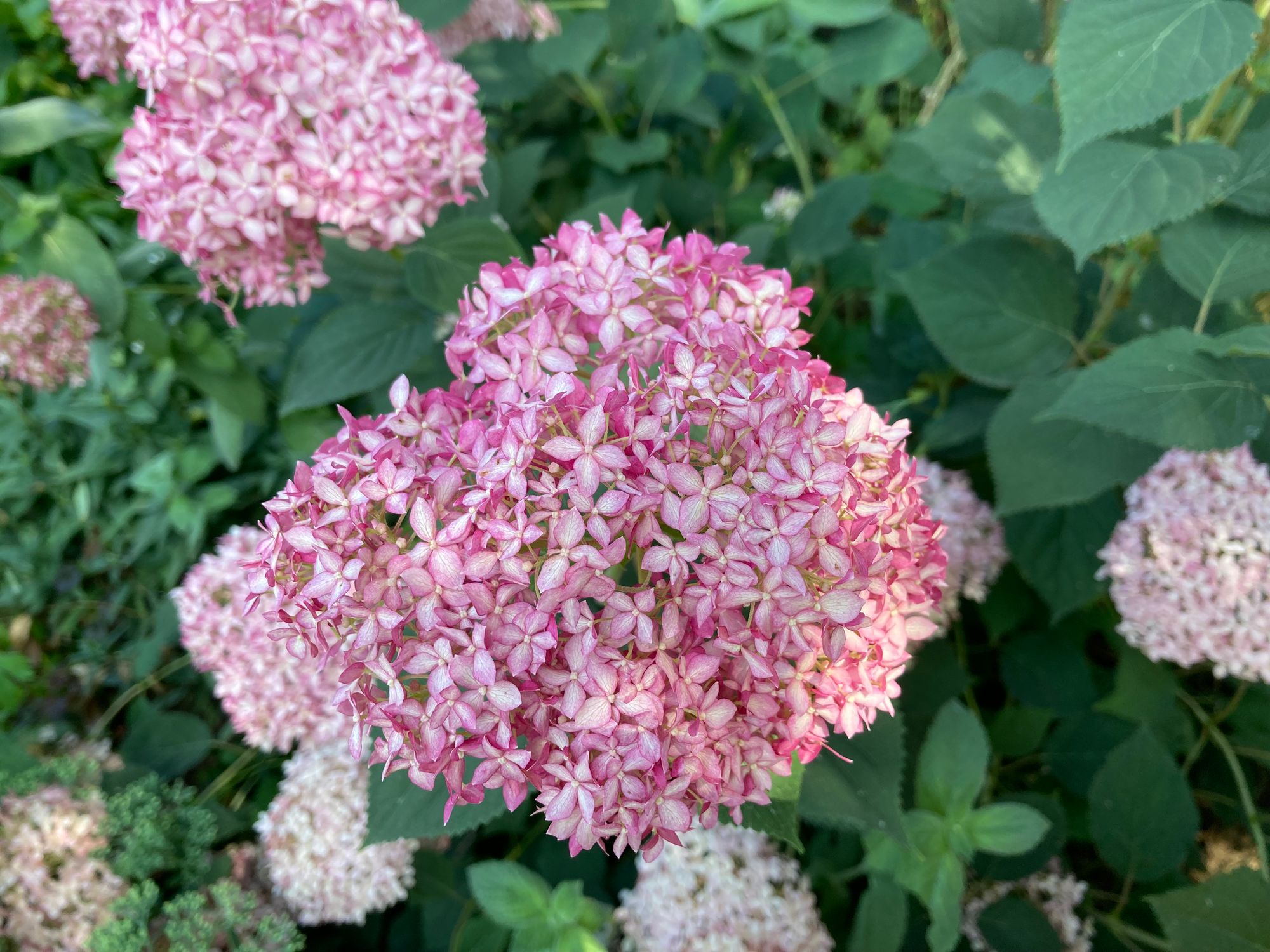 Šviesioji hortenzija 'Invincibelle Spirit', syn. 'Pink Annabelle' (Hydrangea arborescens)