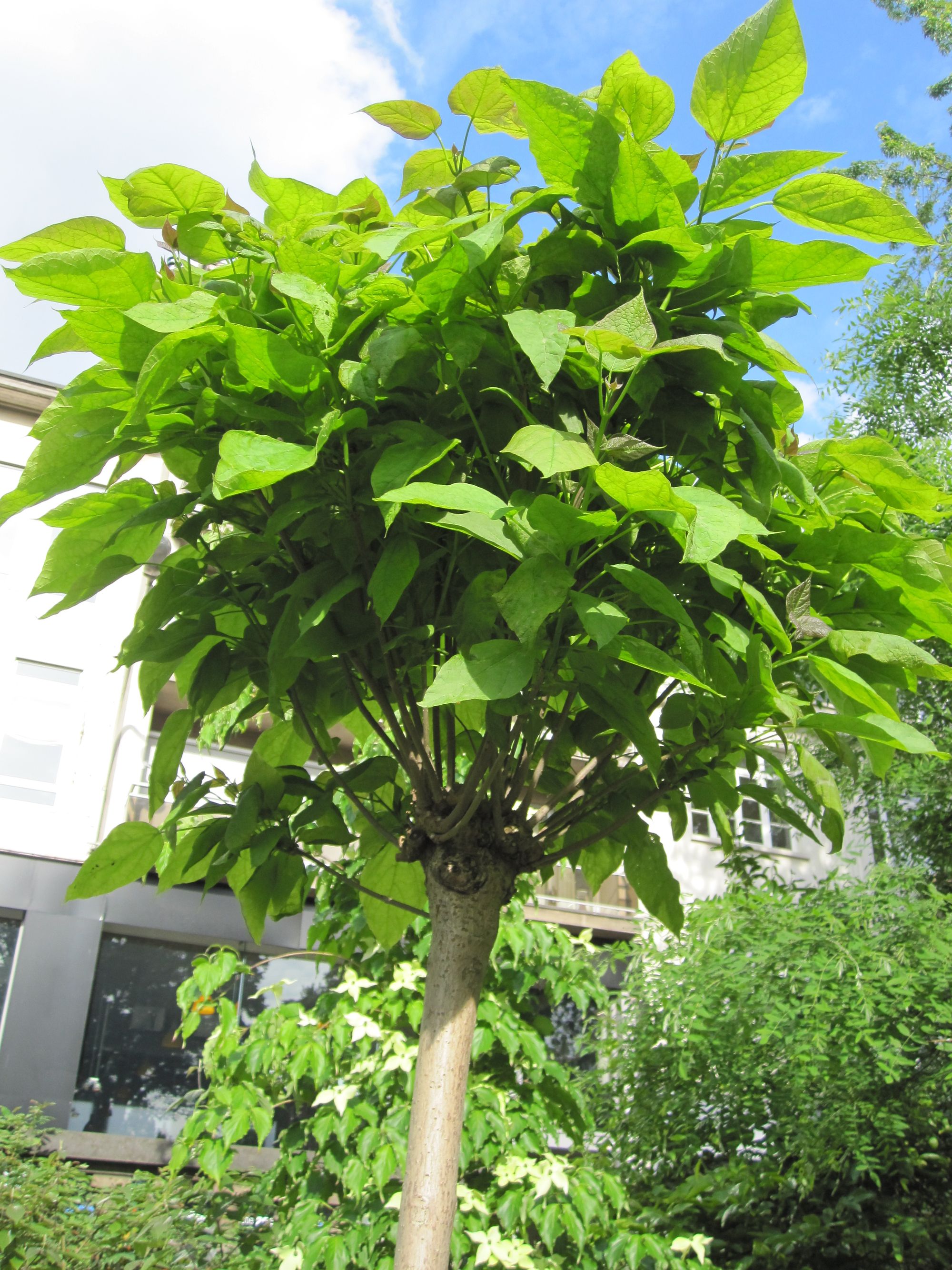 Paprastoji katalpa 'Nana' (Catalpa bignonioides)