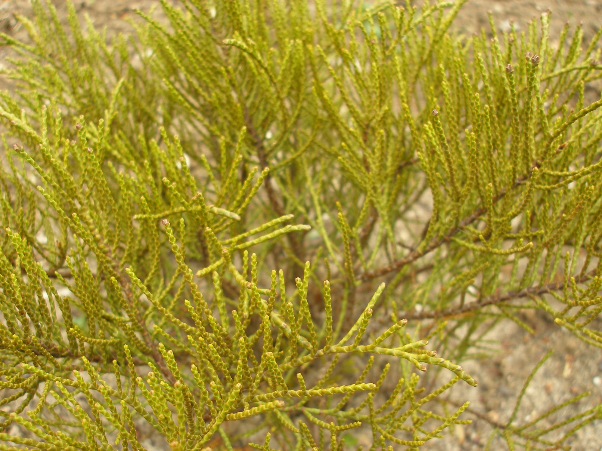 Rusvoji hebė (Veronica ochracea, syn. Hebe ochracea)