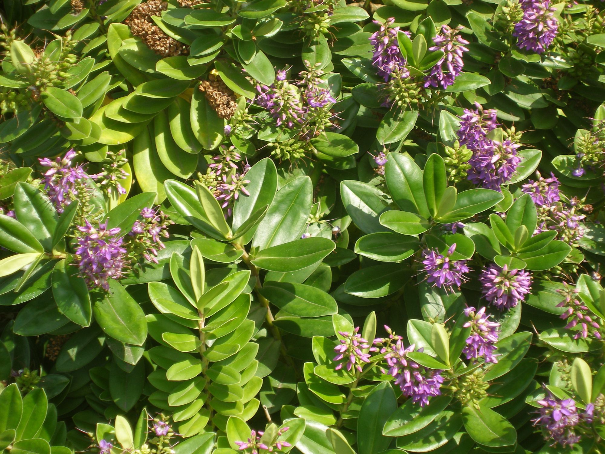 Ovališkoji hebė (Veronica elliptica, syn. Hebe elliptica)