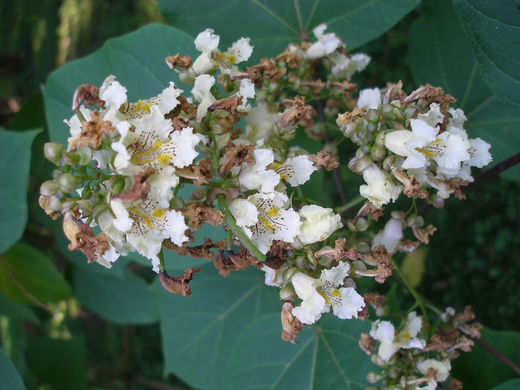 Geltonžiedė katalpa (Catalpa ovata)
