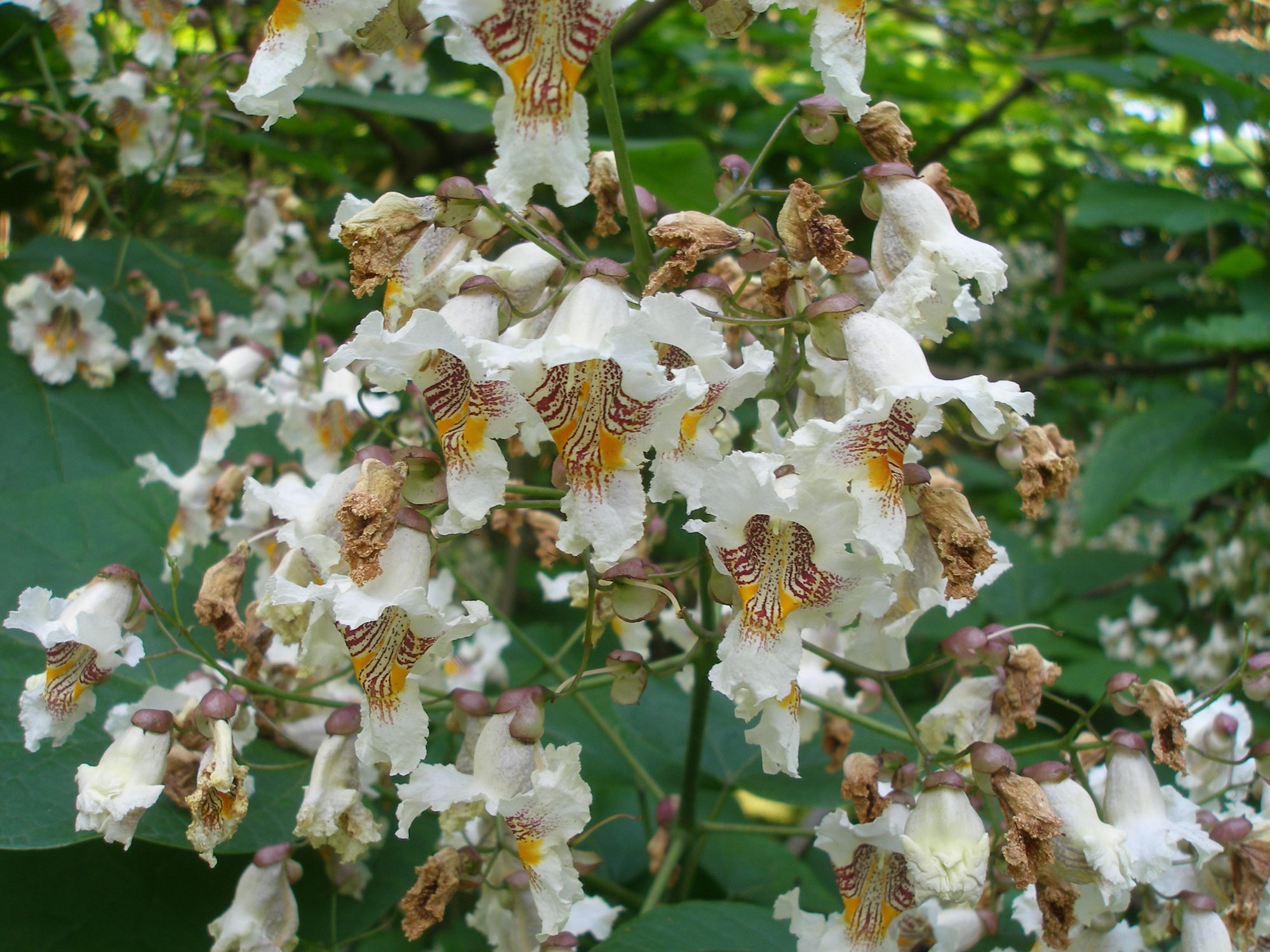 Paprastoji katalpa (Catalpa bignonioides)