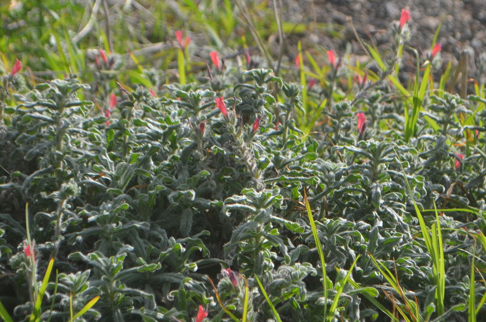 Siauralapis ežeinis (Echium angustifolia)