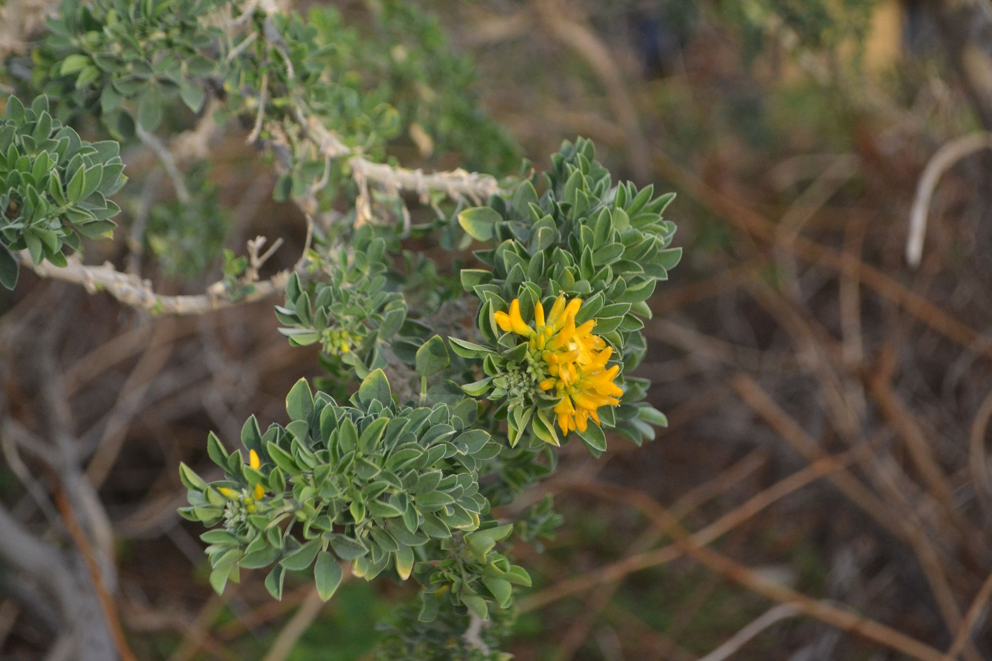 Aukštoji liucerna (Medicago arborea)