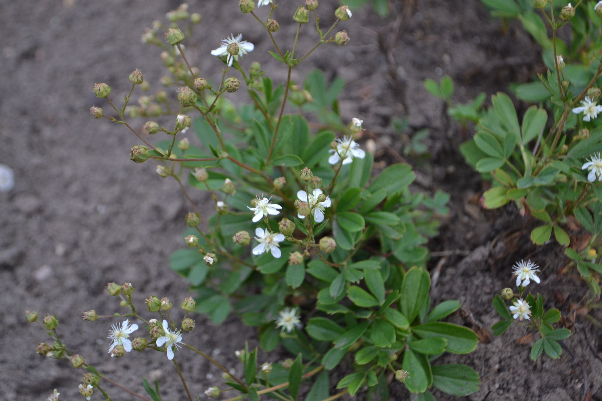 Tridantė sidabražolė (Sibbaldiopsis tridentata, syn. Potentilla tridentata)