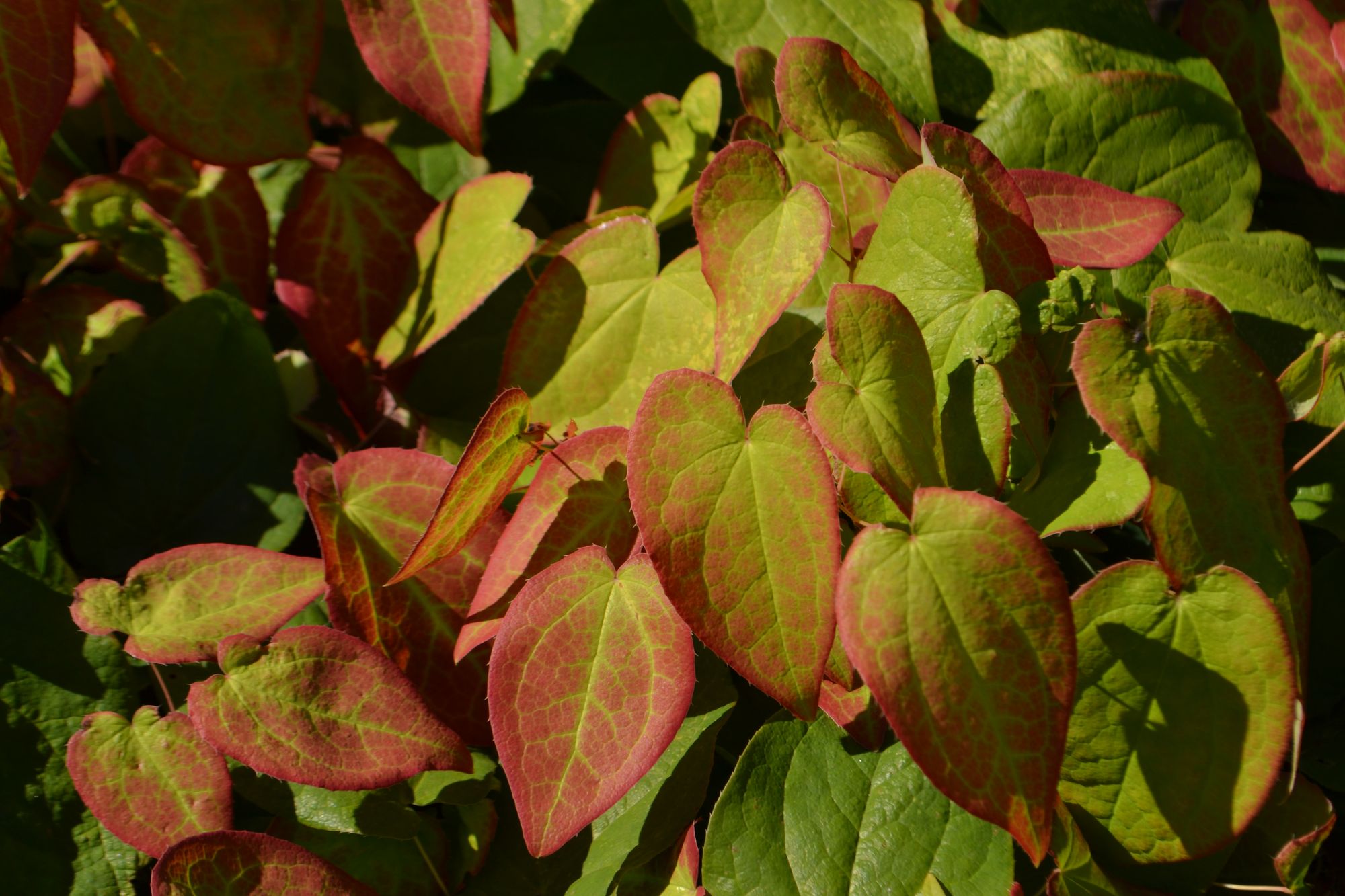 Raudonasis epimedis (Epimedium × rubrum)