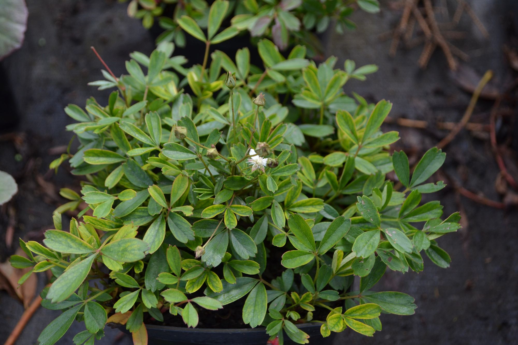 Tridantė sidabražolė 'Nuuk' (Sibbaldiopsis tridentata, syn. Potentilla tridentata)