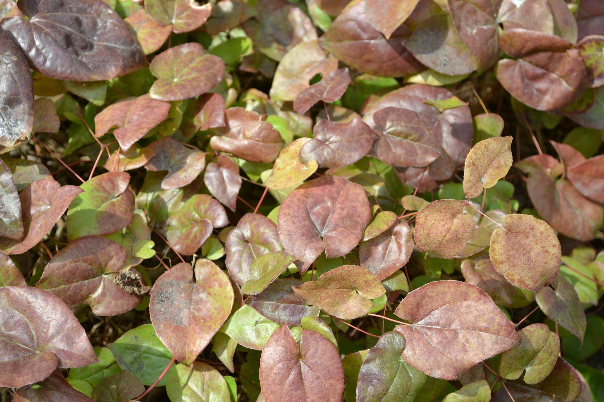 Įvairiaspalvis epimedis 'Sulphureum' (Epimedium × versicolor)
