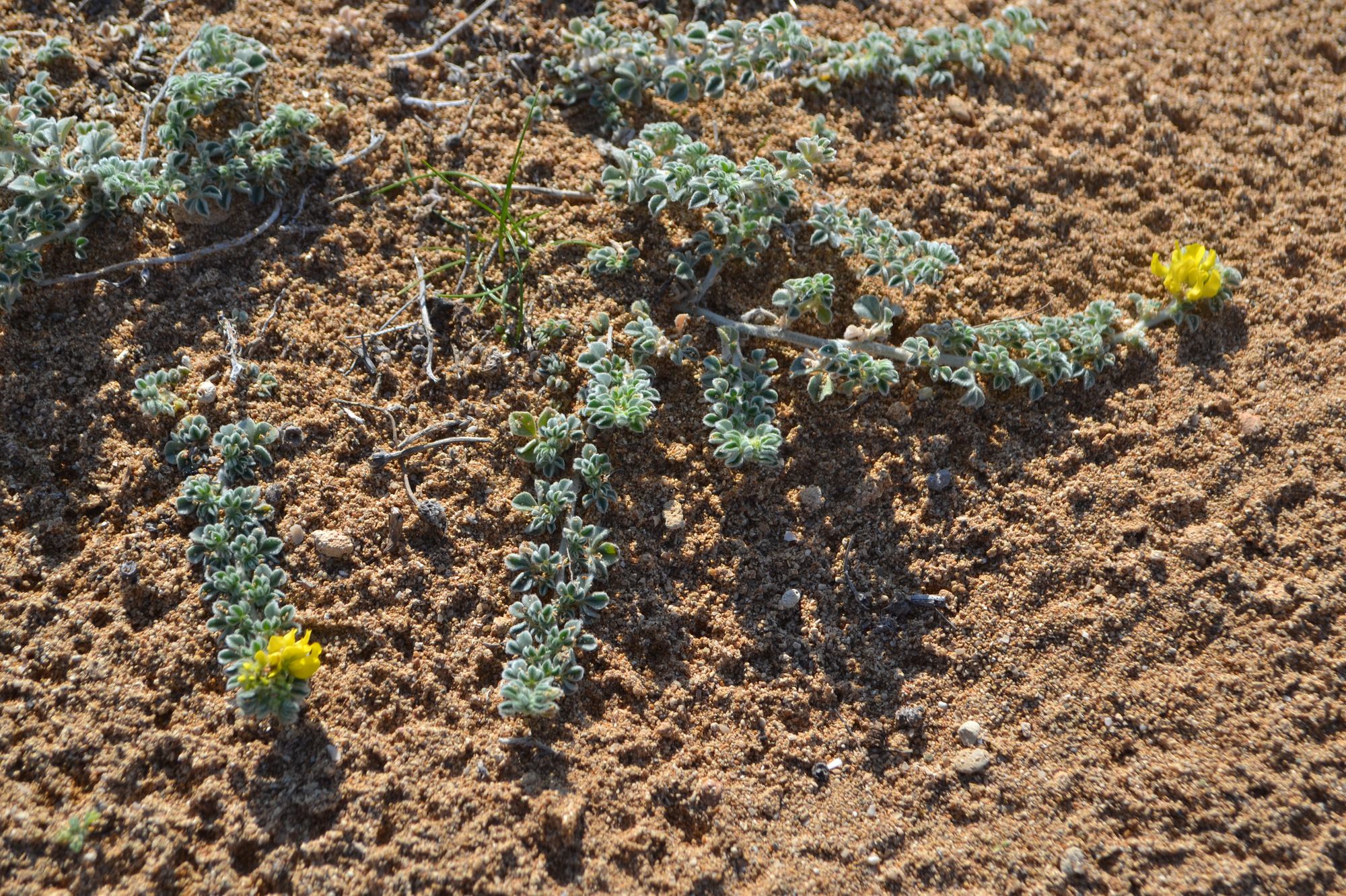 Pajūrinė liucerna (Medicago marina)
