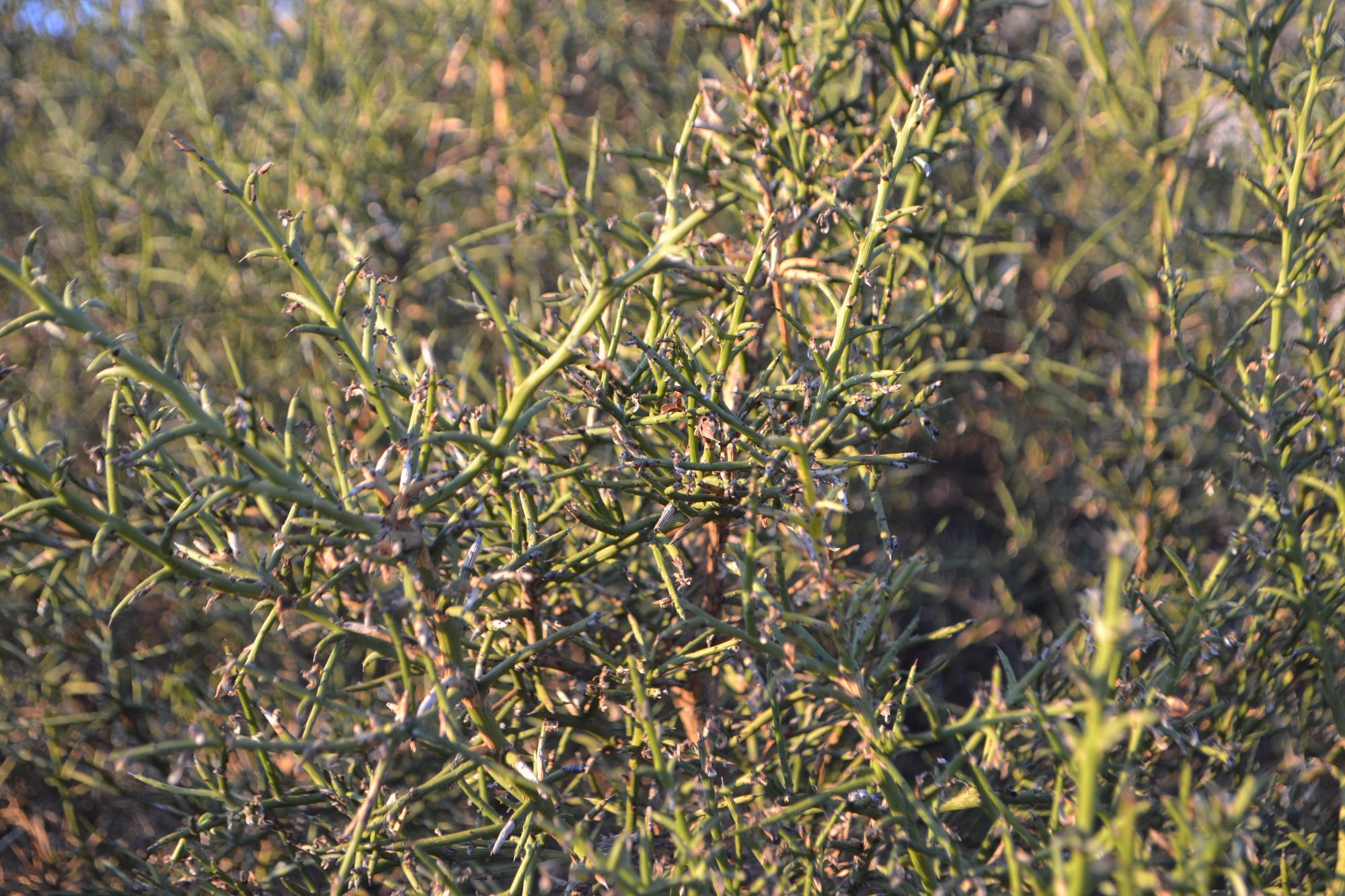 Kupstinis prožirnis (Genista fasselata)