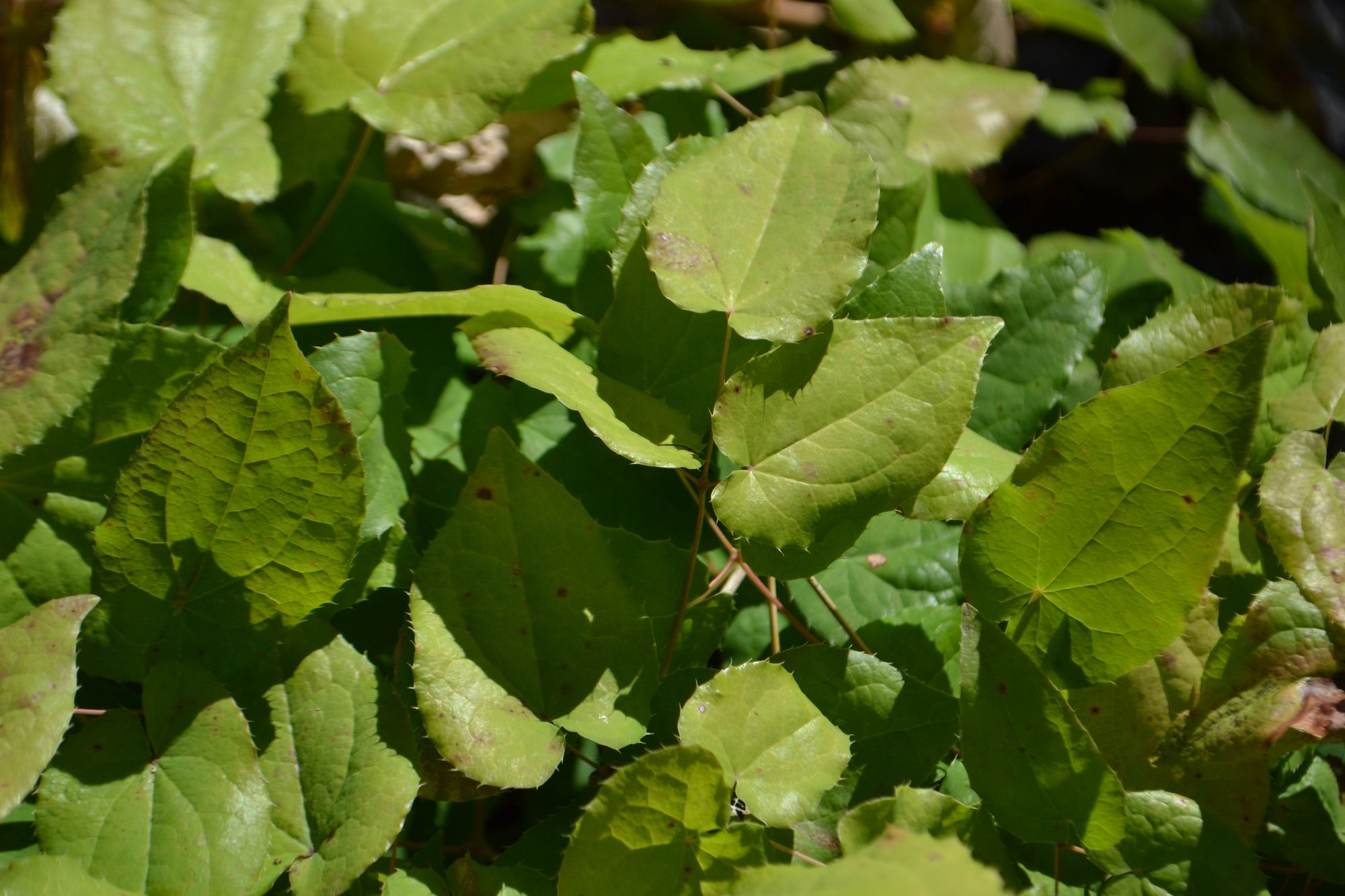Alpinis epimedis (Epimedium alpinum)