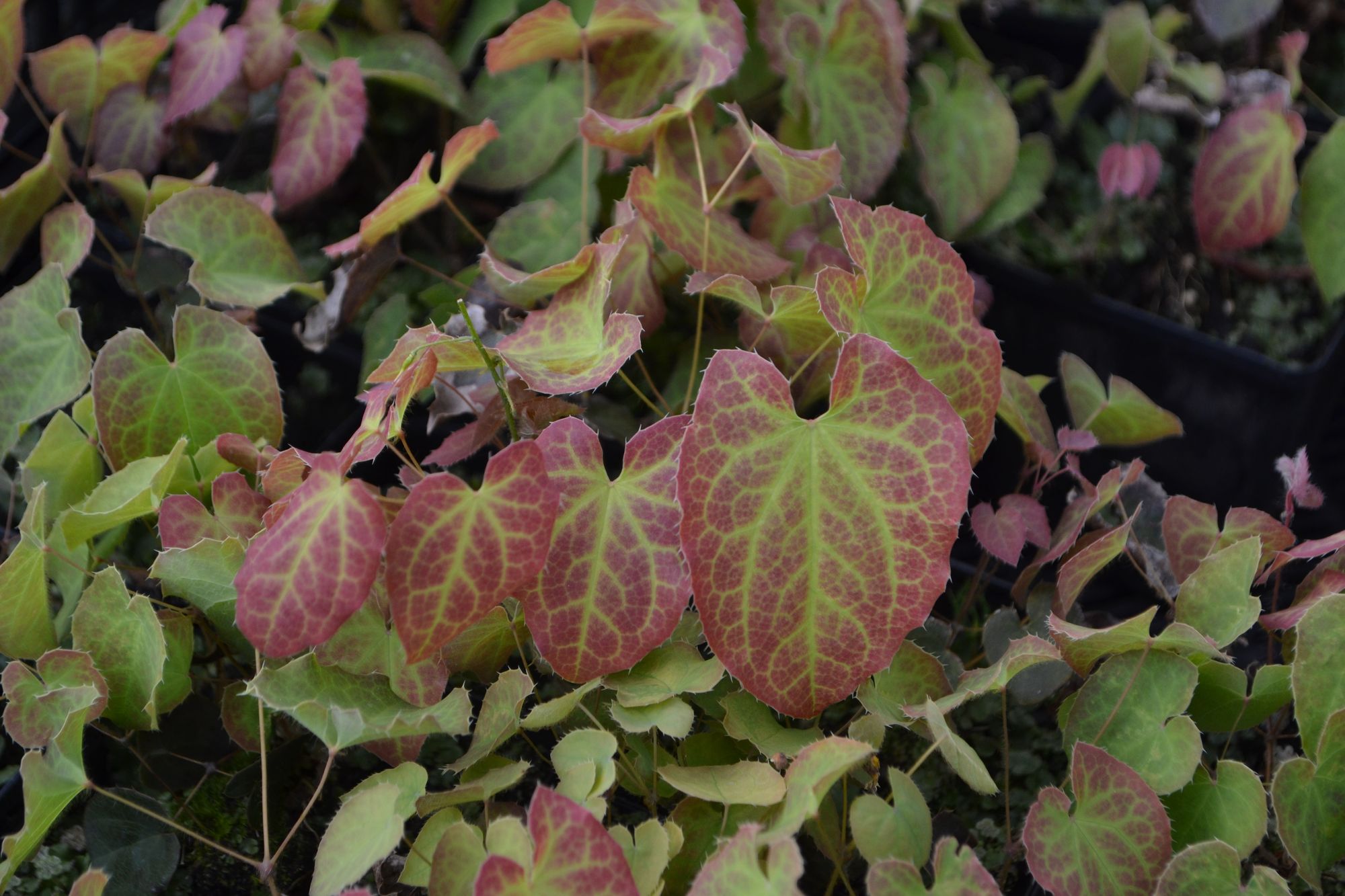 Epimedis 'Frohnleiten' (Epimedium × perralchicum)