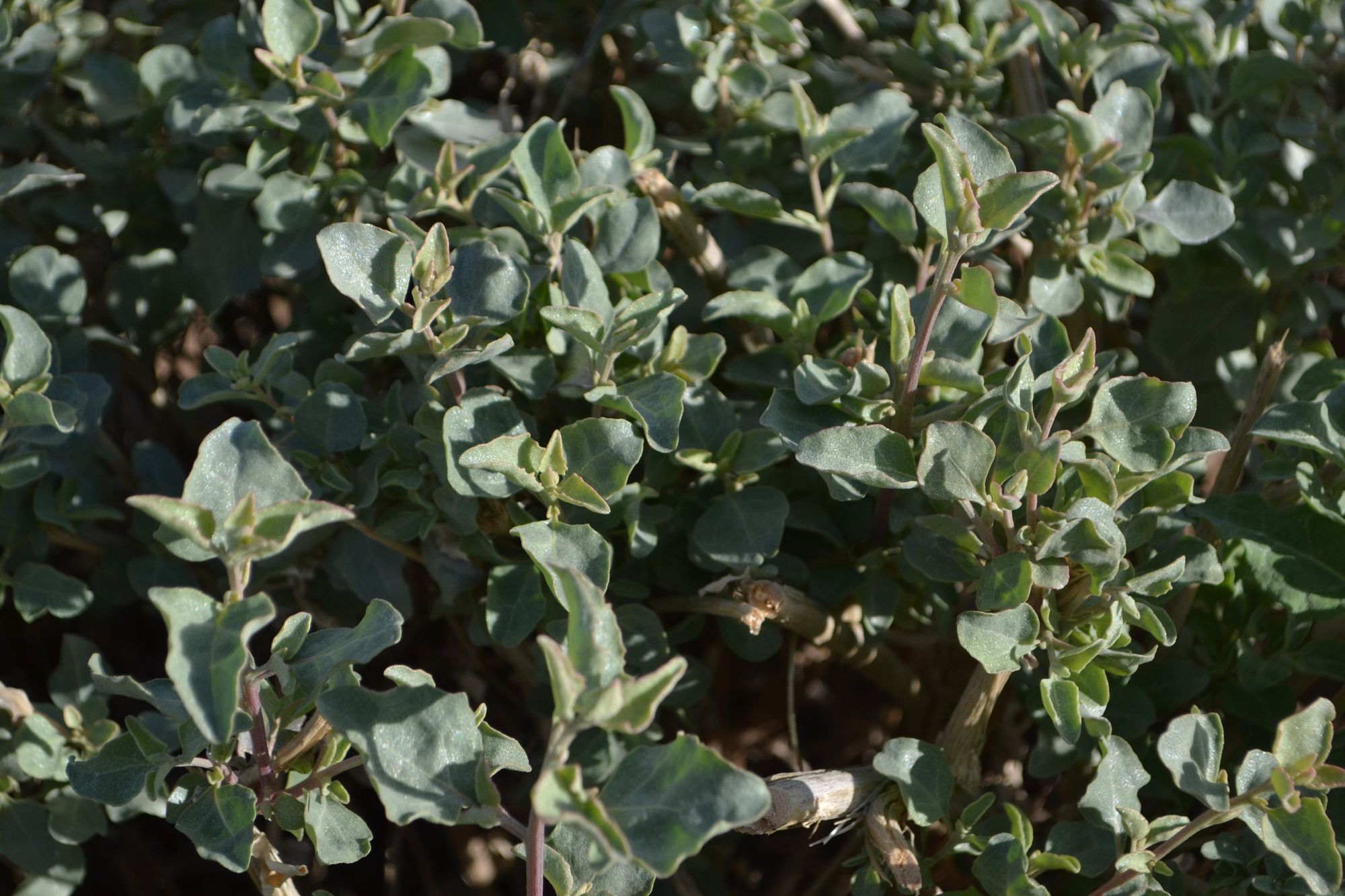 Sultingoji balandūnė (Atriplex halimus)