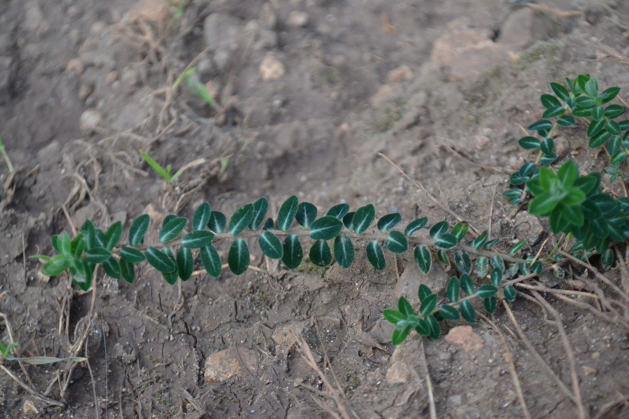 Karpažolė (Euphorbia dimorphocaulon)