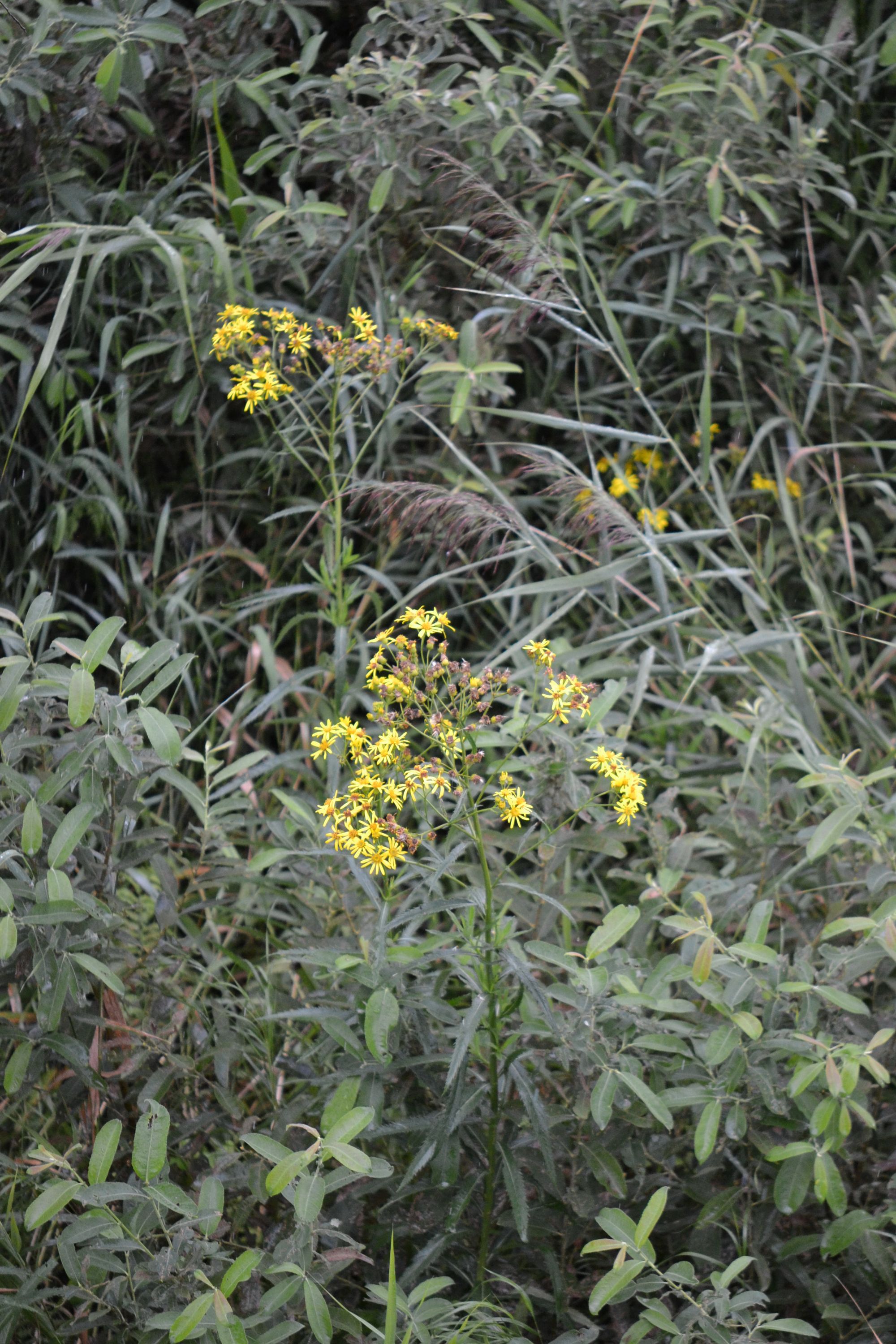 Pelkinė žilė (Jacobaea paludosa, syn. Senecio paludosus)