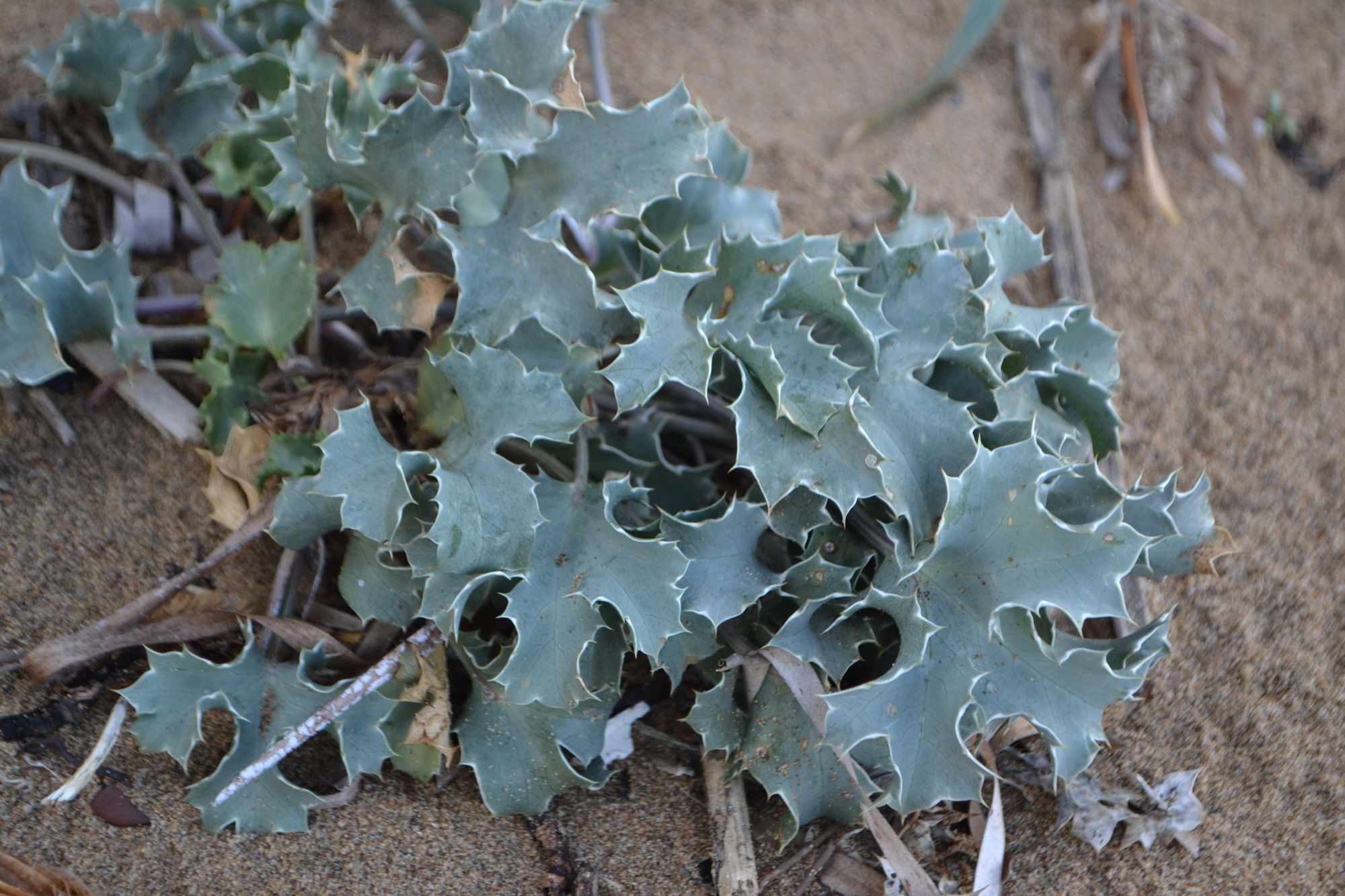 Pajūrinė zunda (Eryngium maritimum)