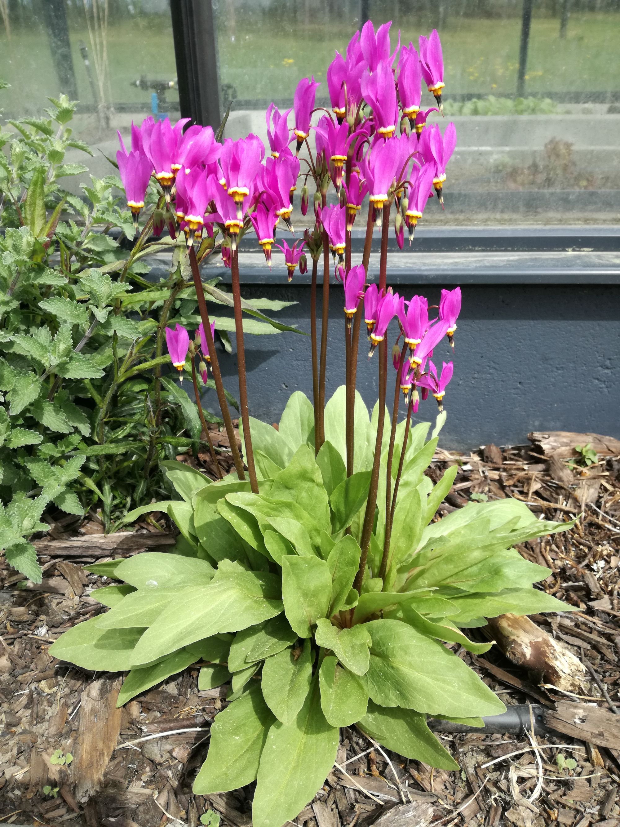 Dvylikadeivė (Primula, syn. Dodecatheon)