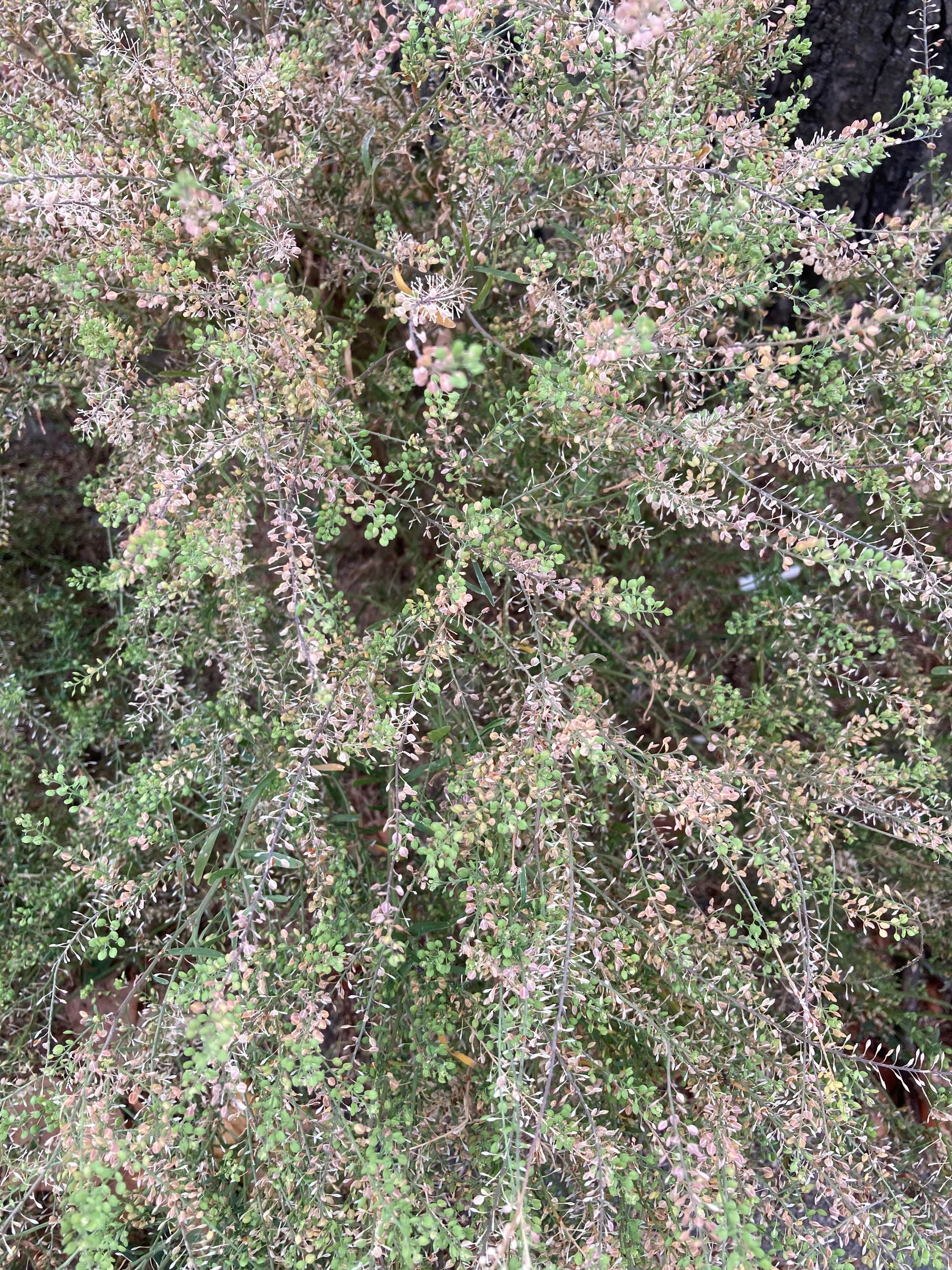 Paprastoji pipirnė (Lepidium ruderale)