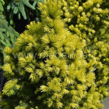 Biesenthaler Frühling