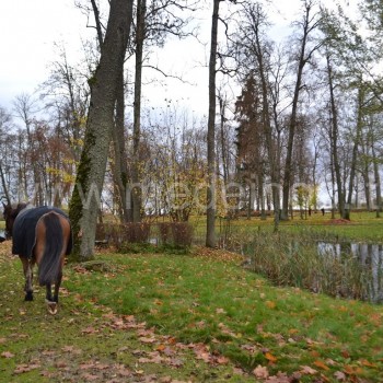 APSILANKYKITE BISTRAMPOLIO DVARE PANEVĖŽIO RAJONE