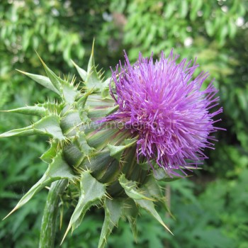 blessed milk thistle