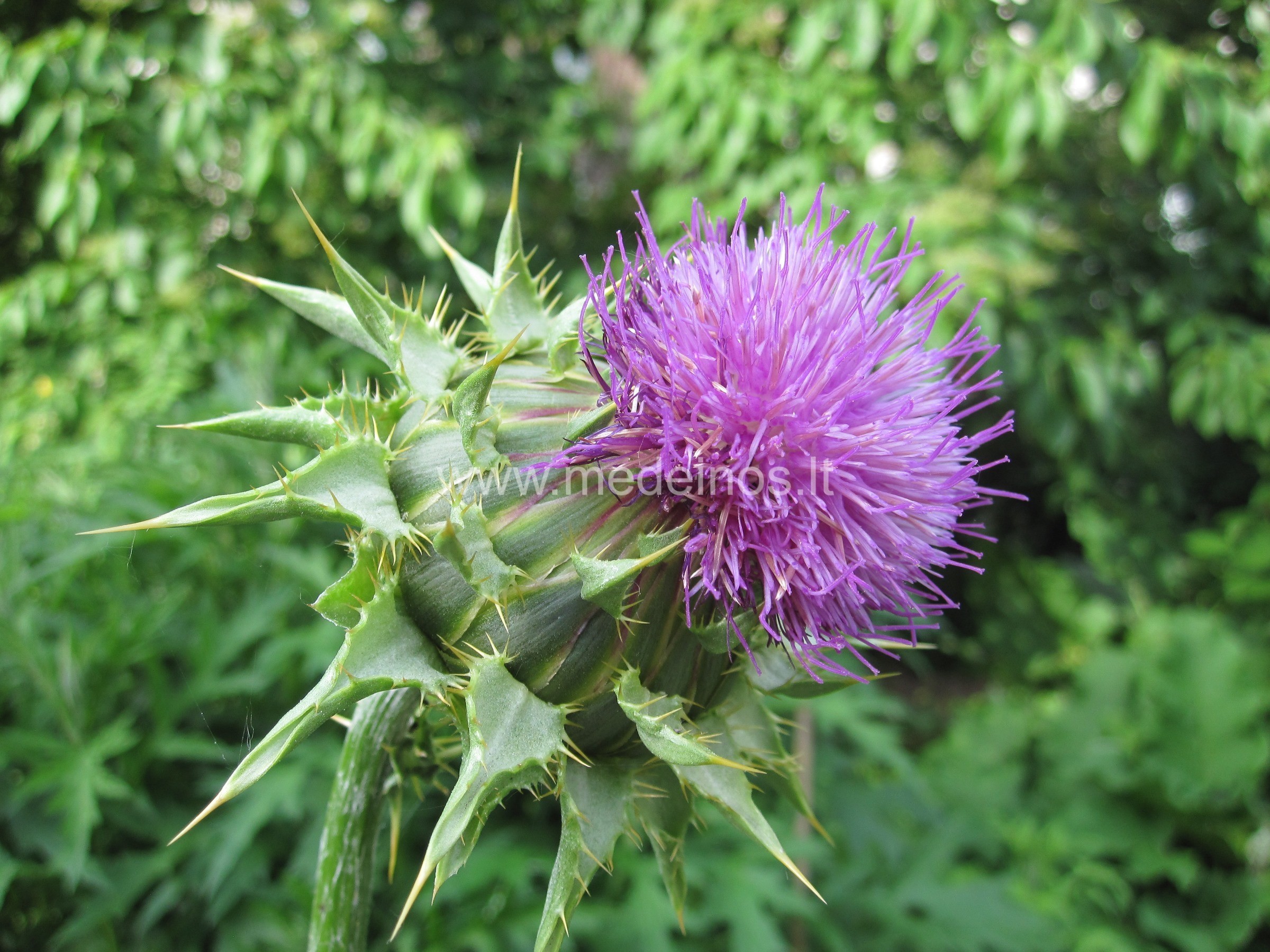 5 RETESNI PRIESKONINIAI AUGALAI JŪSŲ DARŽUI