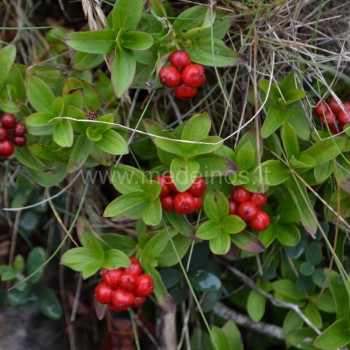 Canadian dwarf cornel
