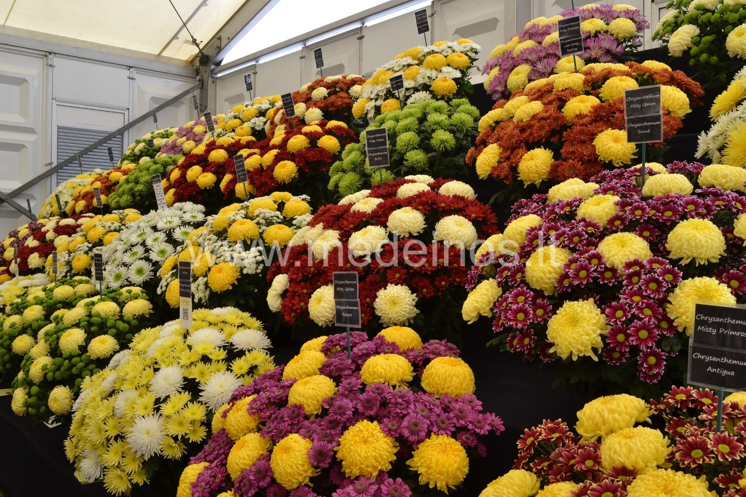 Chrizantemos - rudens gėlės