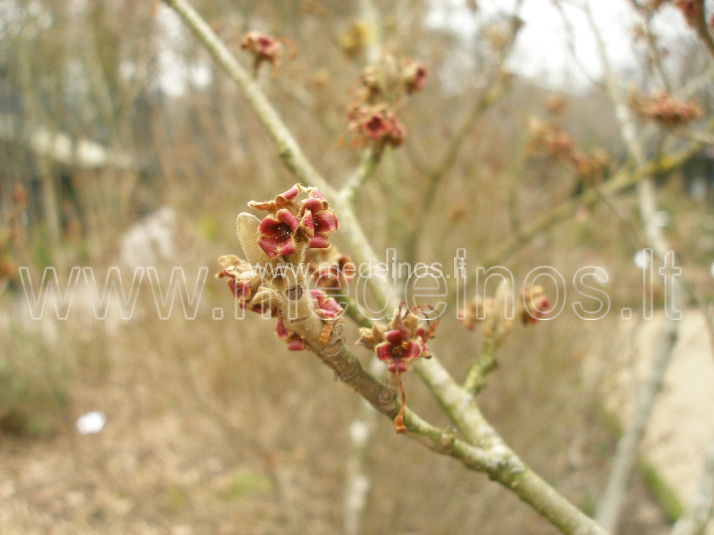 Hamamelis mollis