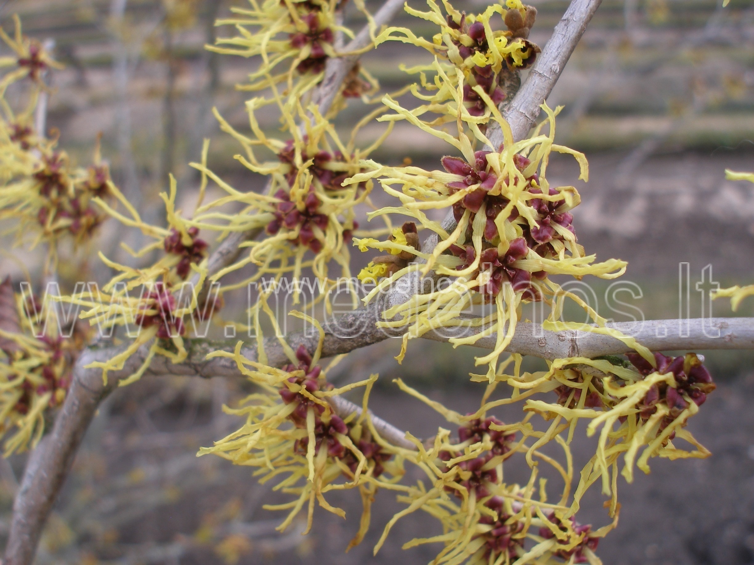 Ar kas nors žydi lauke žiemą ?