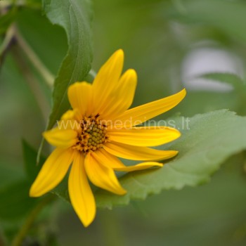 Helianthus tuberosus